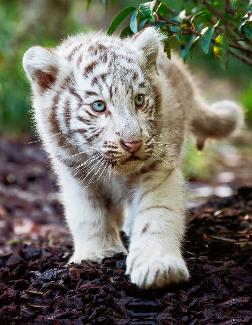 Sfondocon Cucciolo Di Tigre