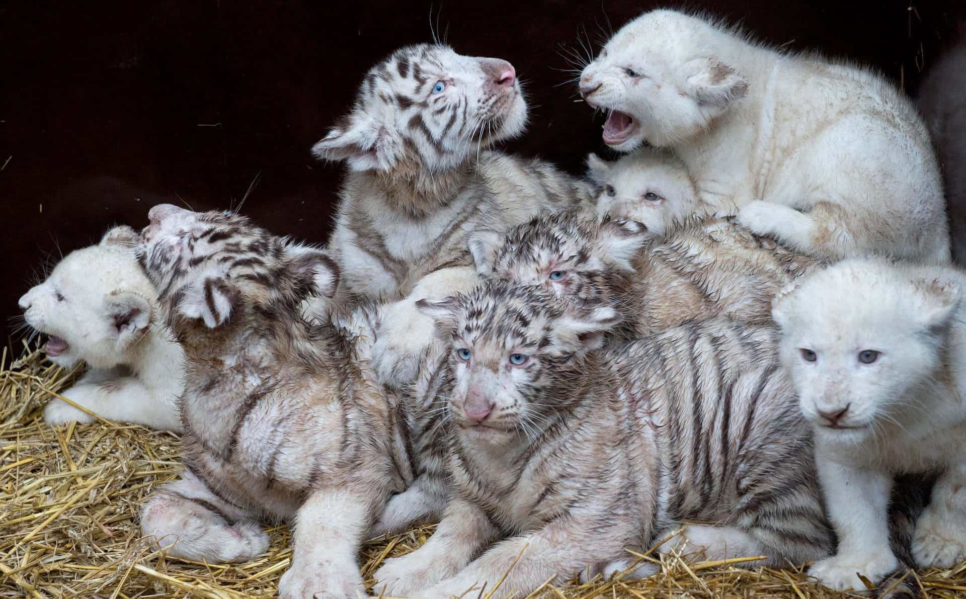 Sfondocon Cucciolo Di Tigre