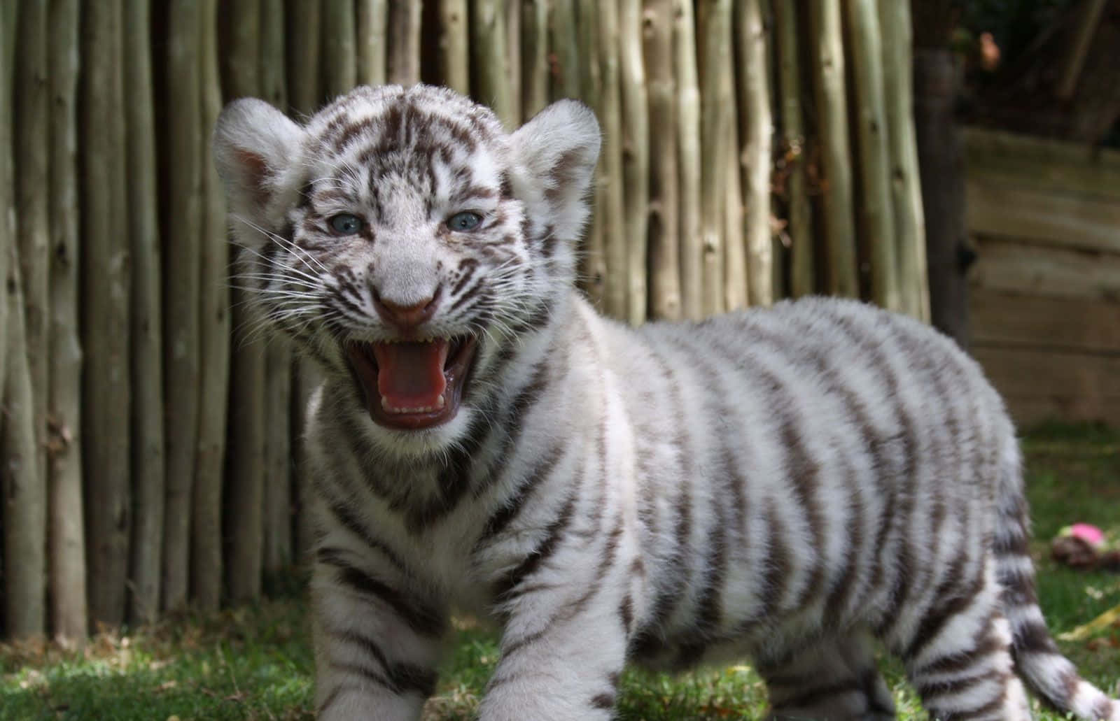 Sfondocon Cucciolo Di Tigre