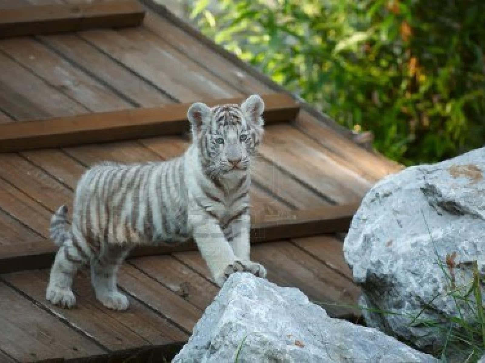 Sfondocon Cucciolo Di Tigre