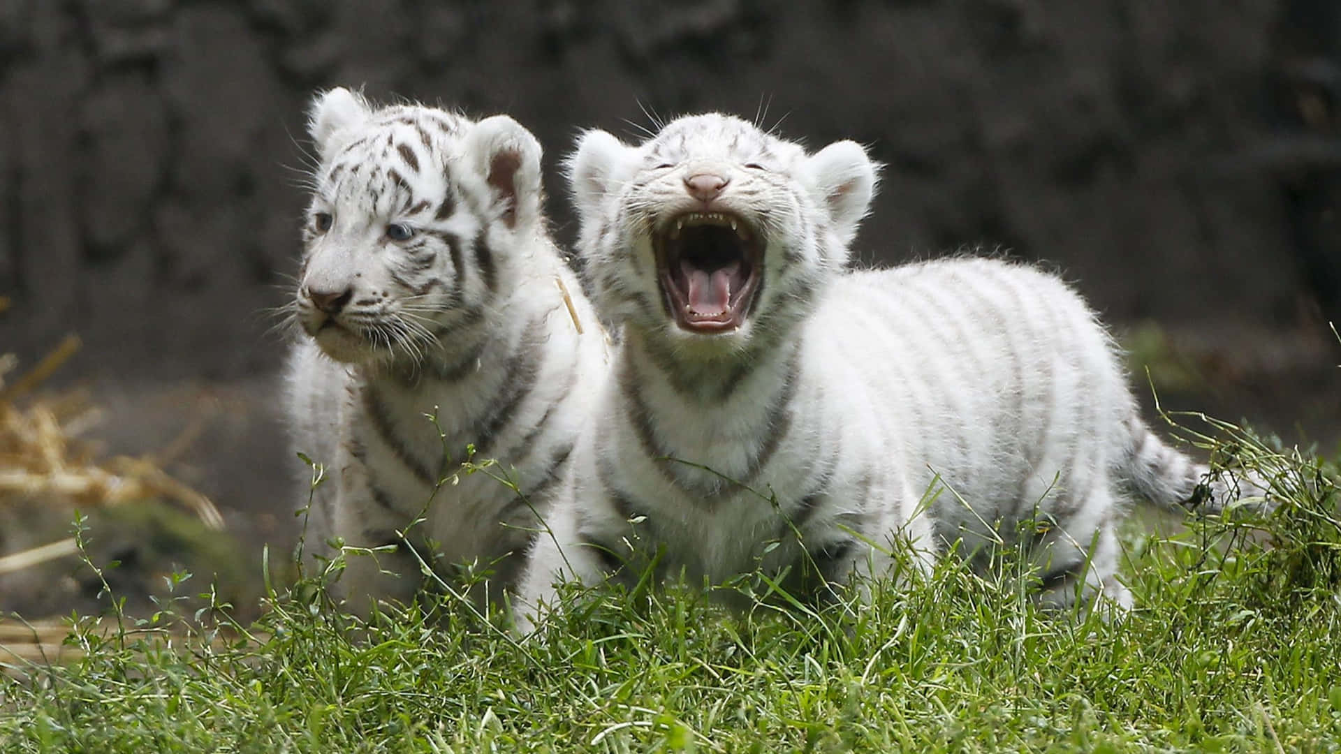 Sfondocon Cucciolo Di Tigre