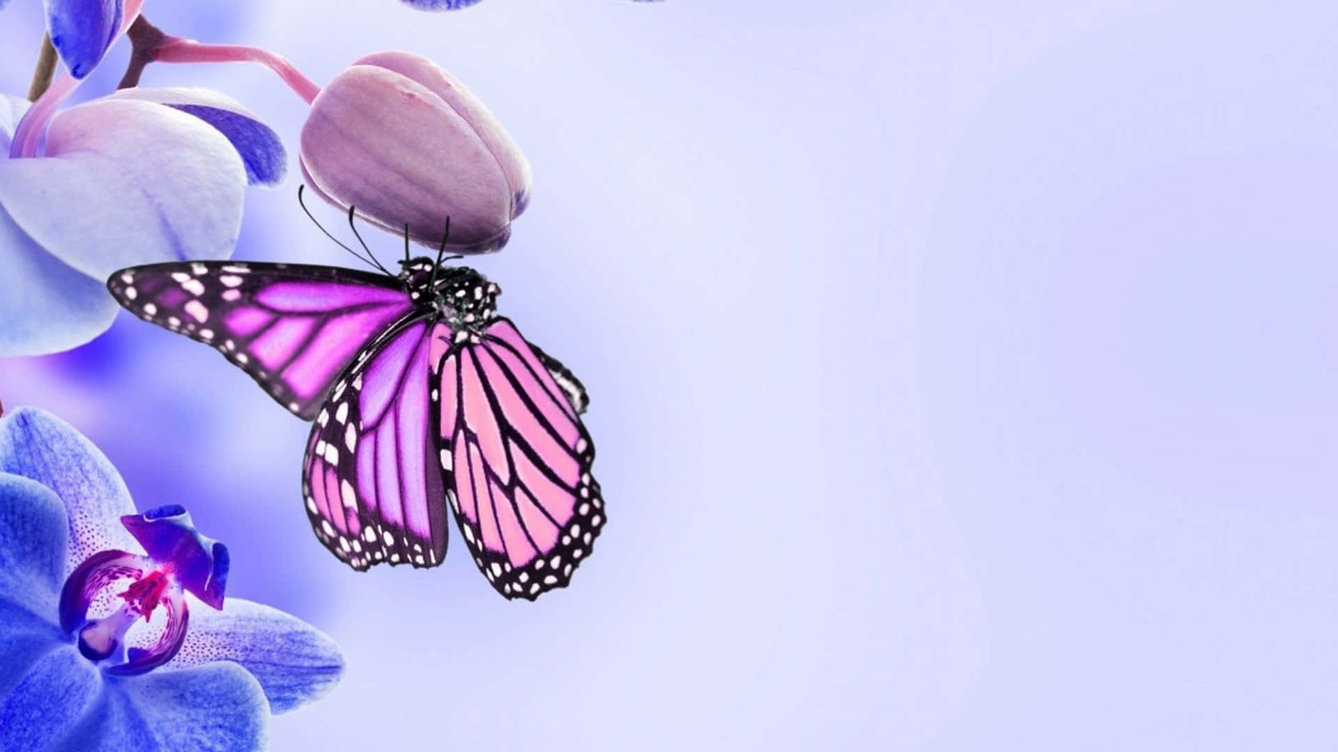 Sfondocon Farfalle Viola