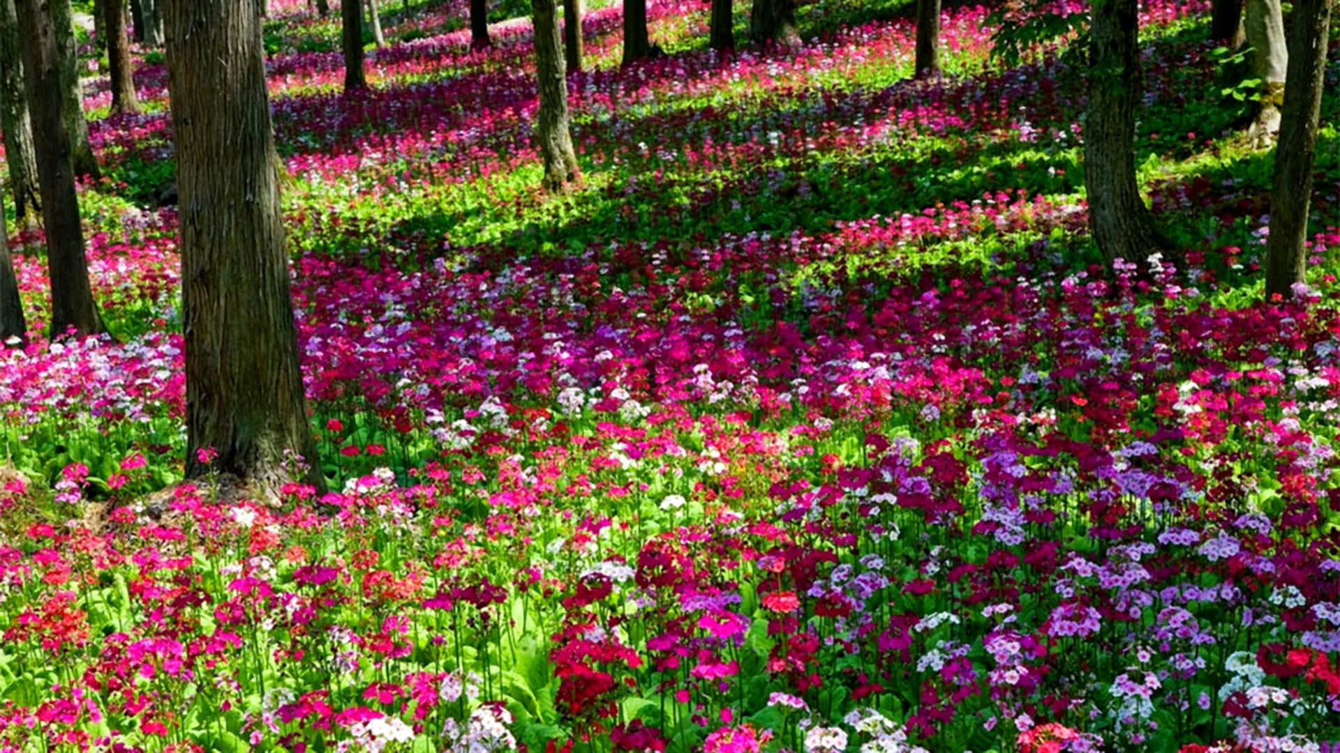 Sfondocon Fiori Primaverili In Fiore