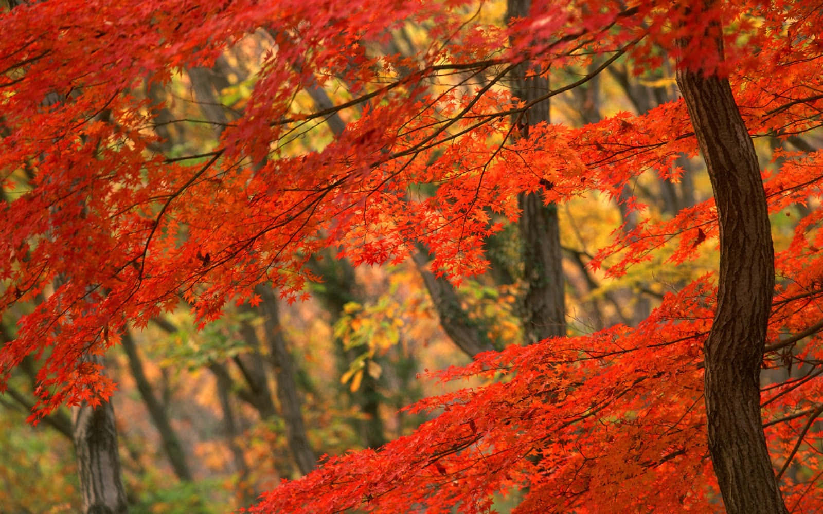 Sfondocon Foglie D'autunno