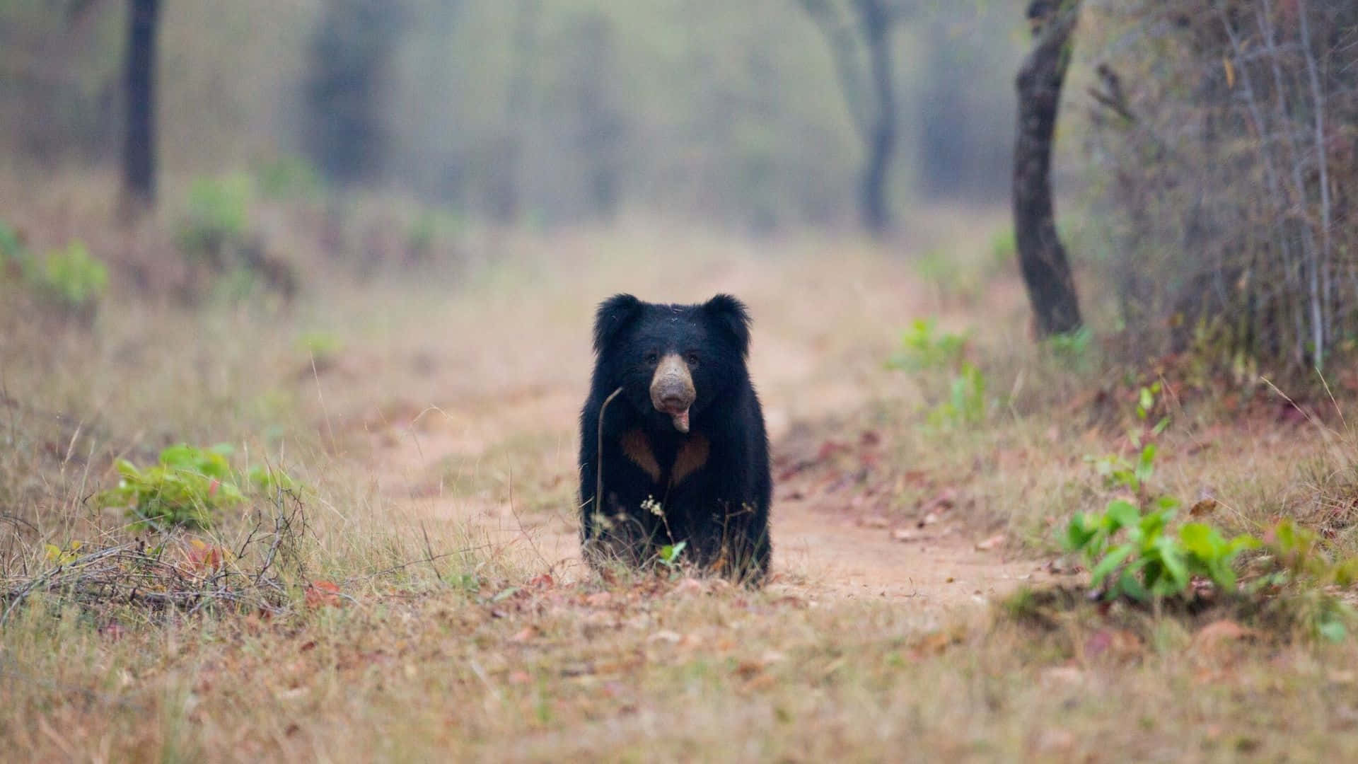 Sfondocon L'immagine Di Un Orso