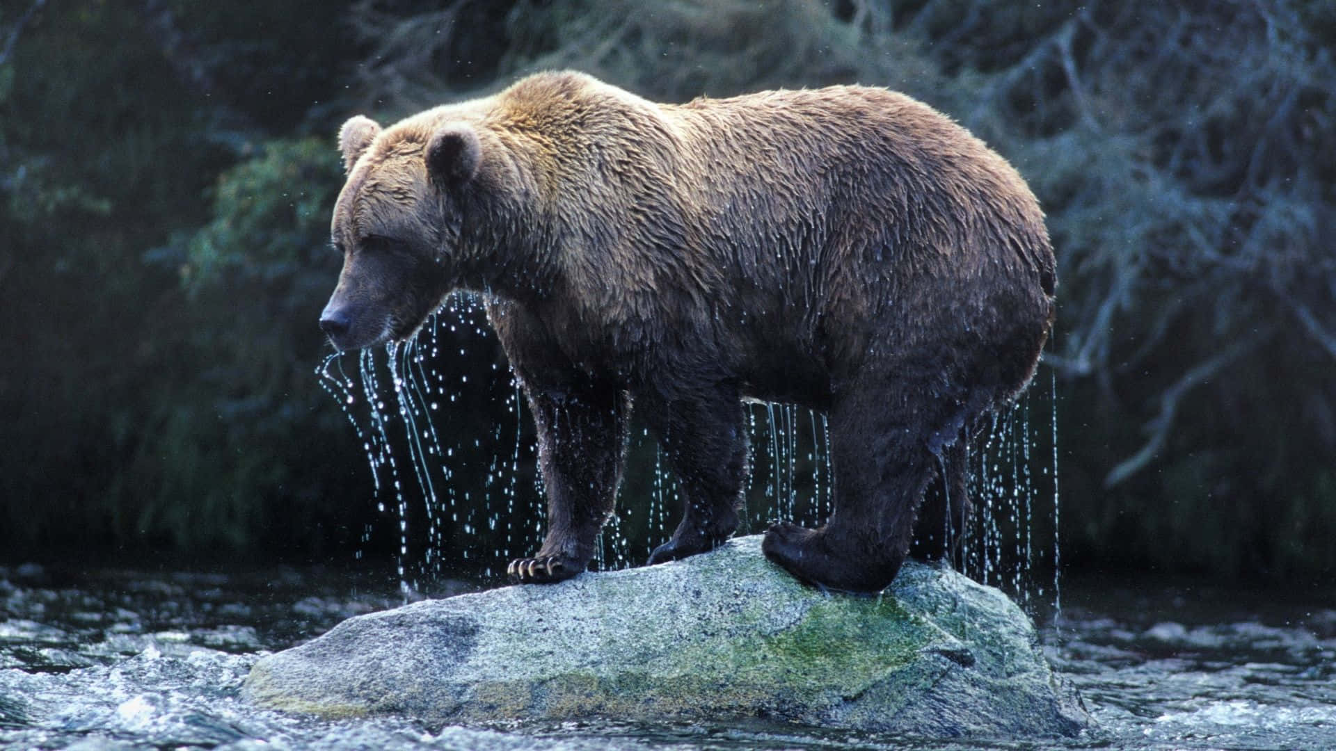 Sfondocon L'immagine Di Un Orso.