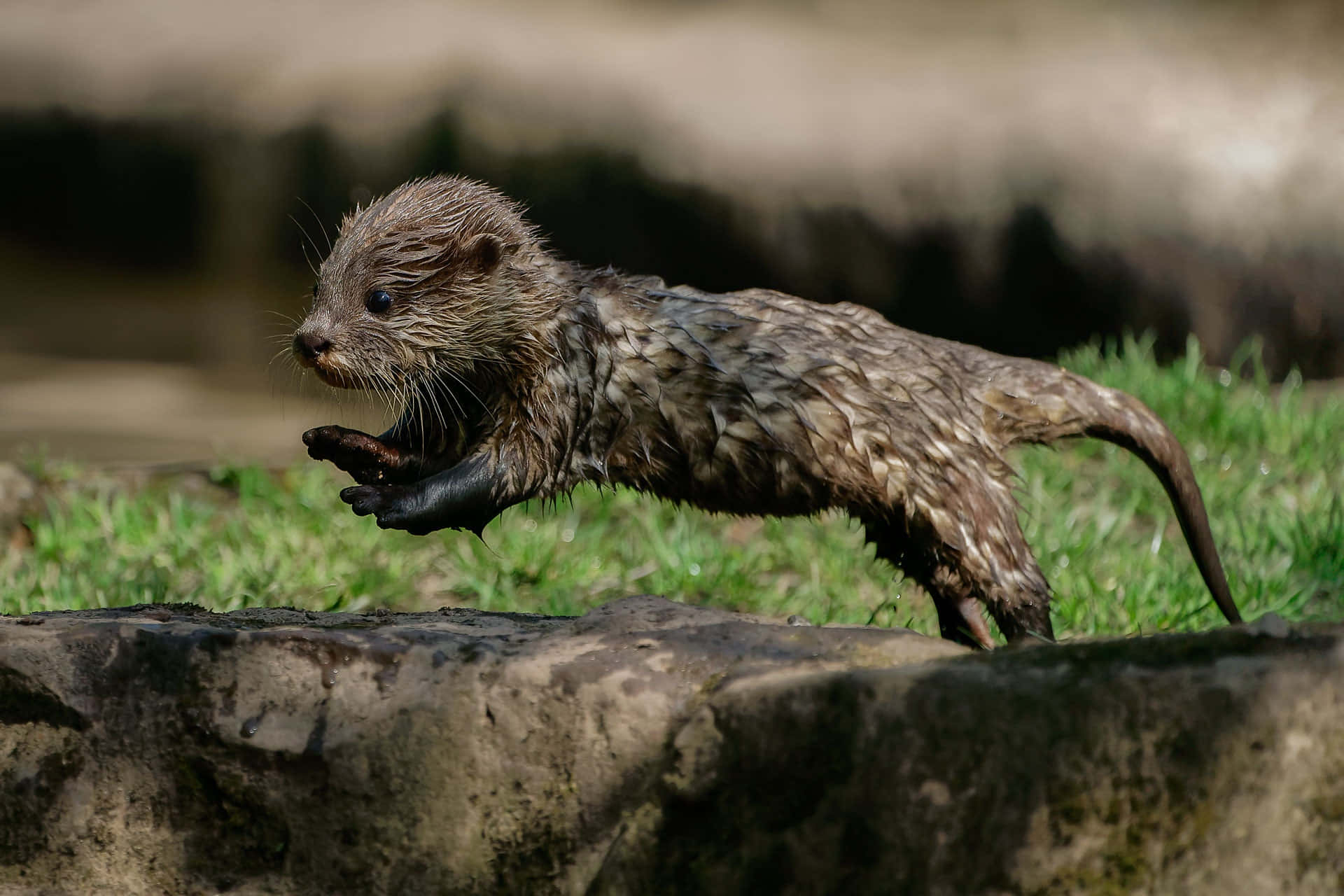 Sfondocon Lontra.