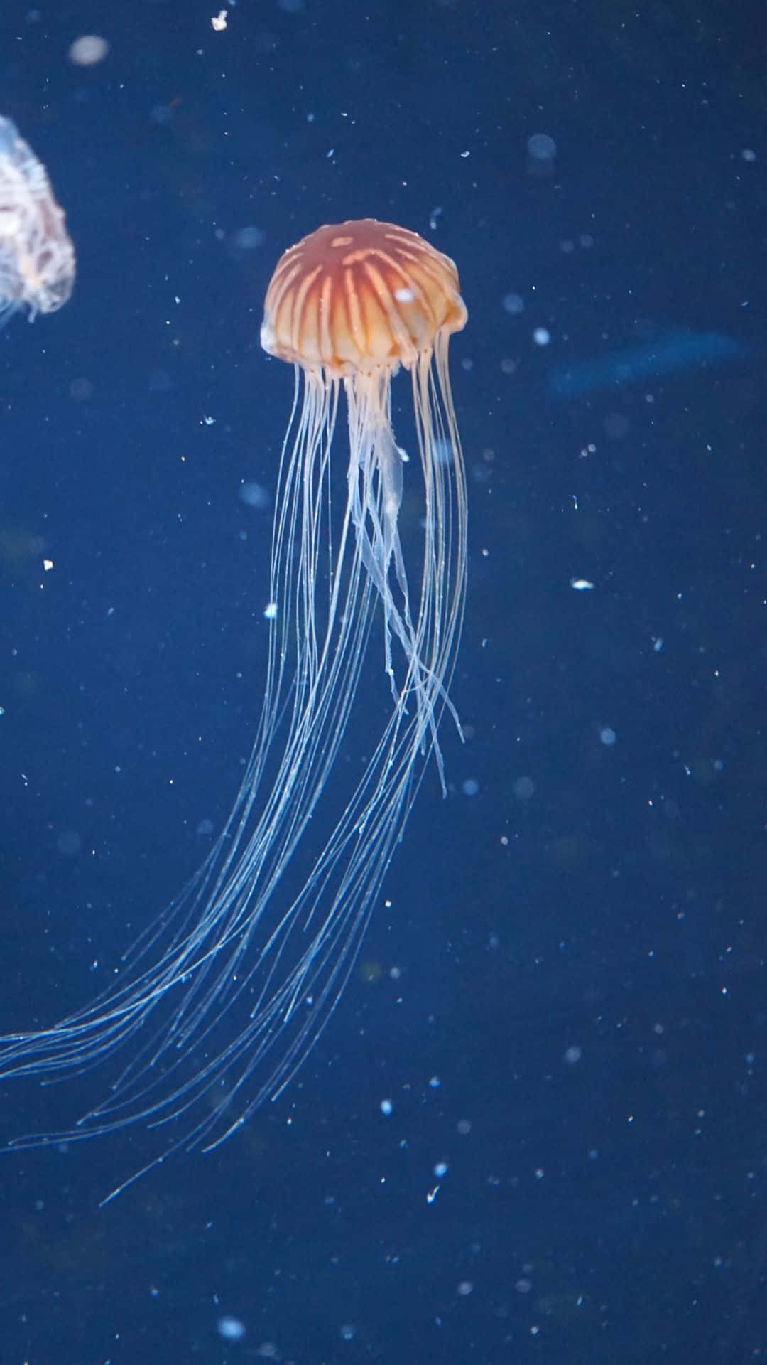 Sfondocon Meduse