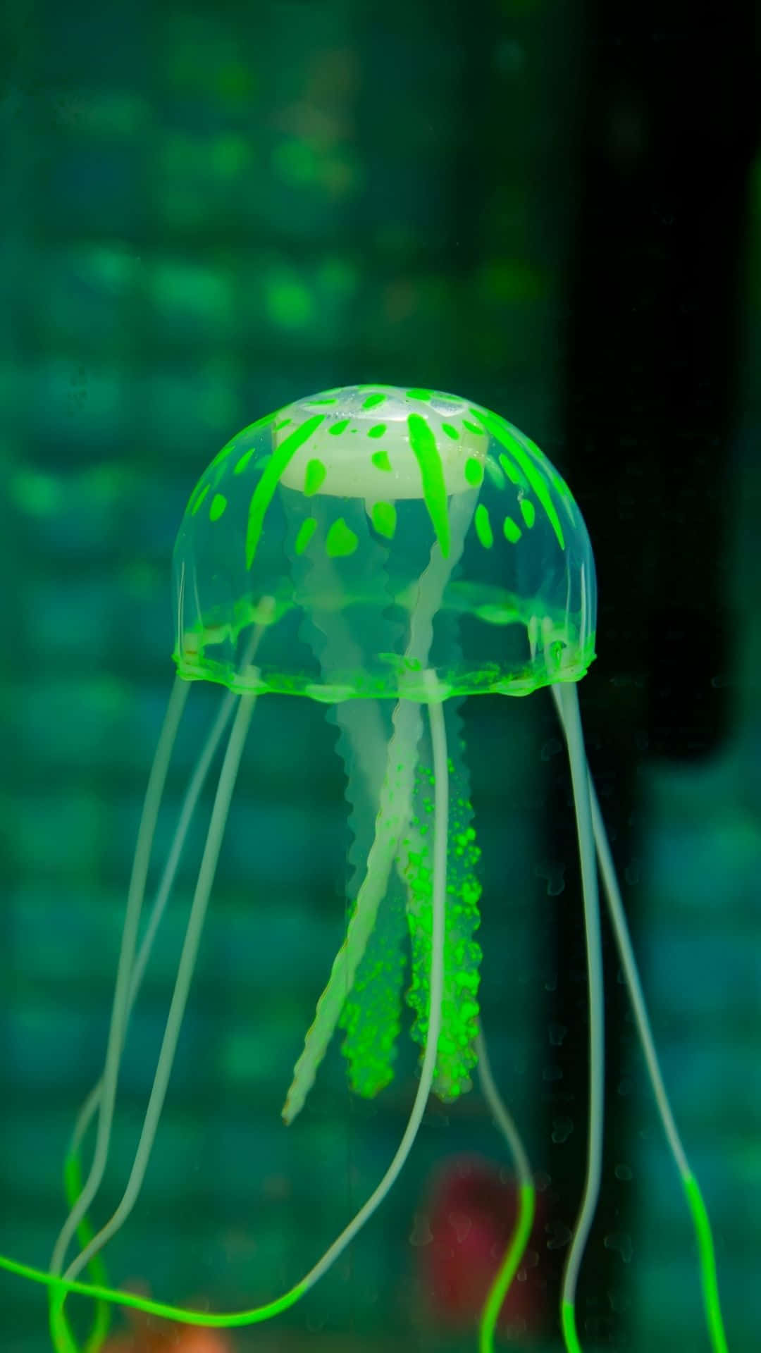 Sfondocon Meduse