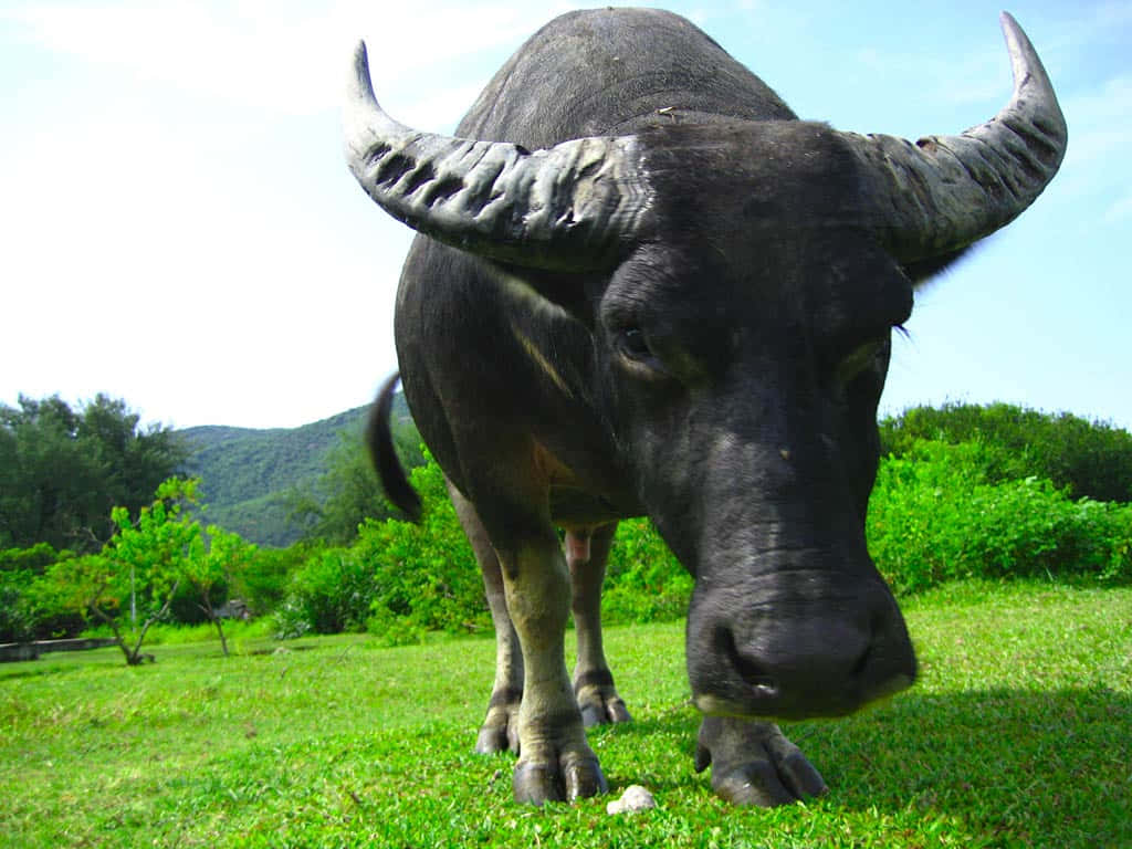 Sfondocon Un Buffalo