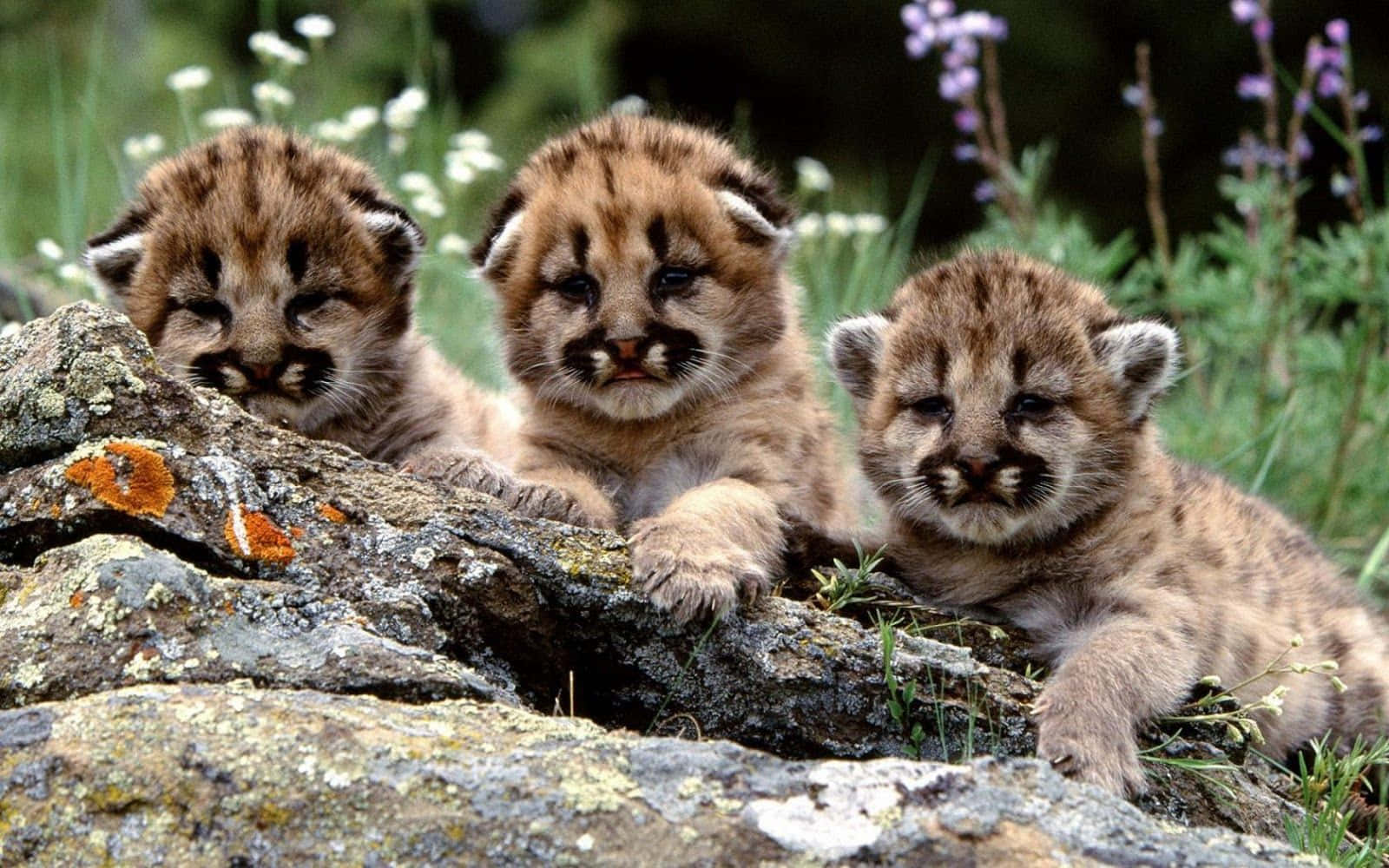 Sfondodel Cucciolo Di Tigre