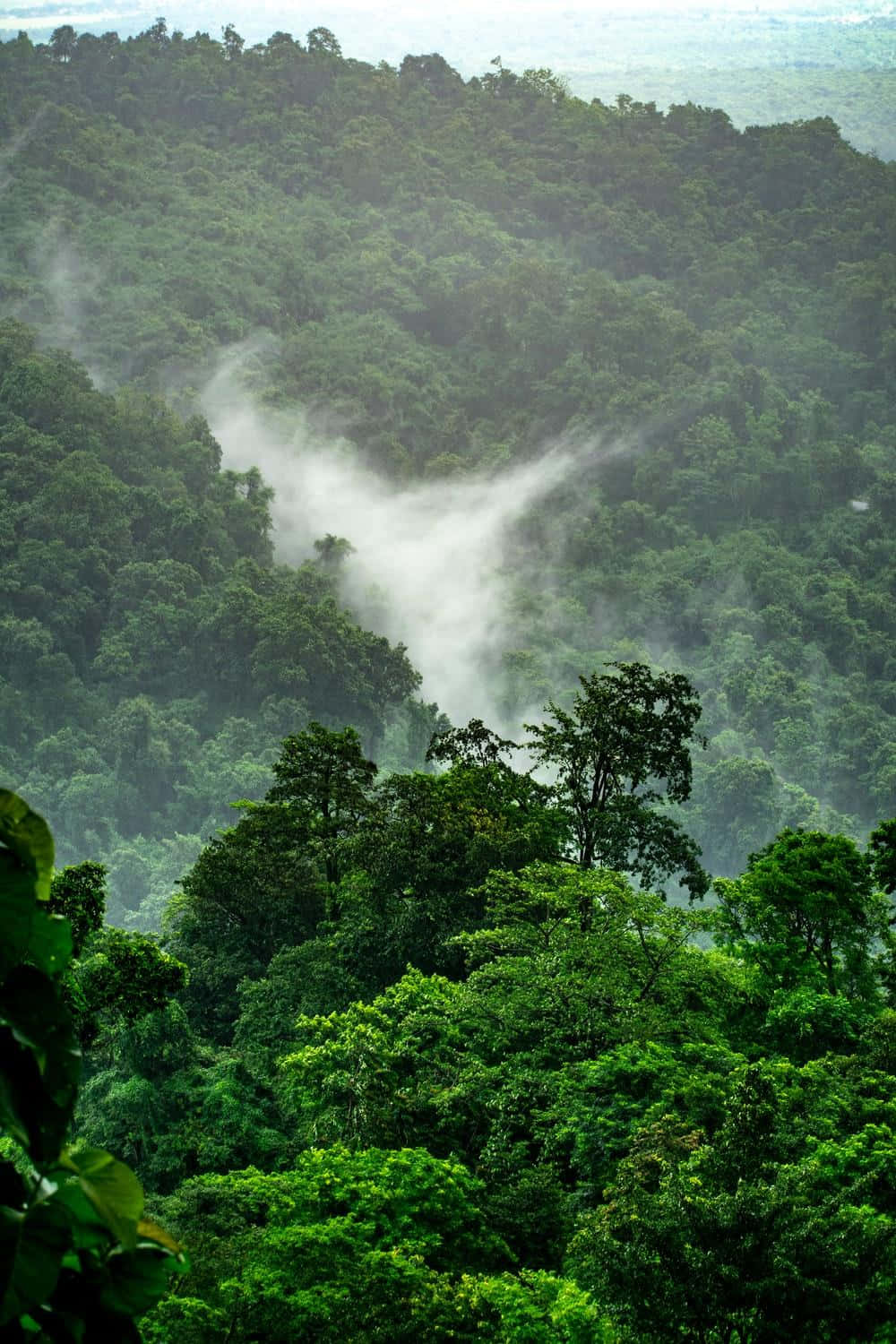 Sfondodella Foresta Pluviale