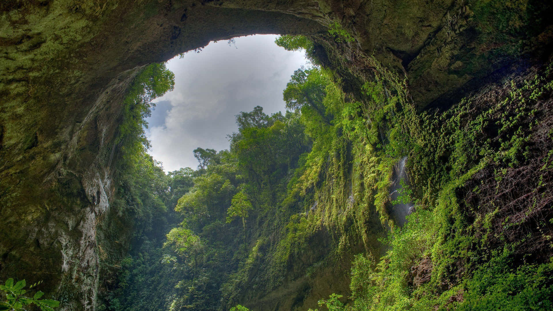 Sfondodella Foresta Pluviale