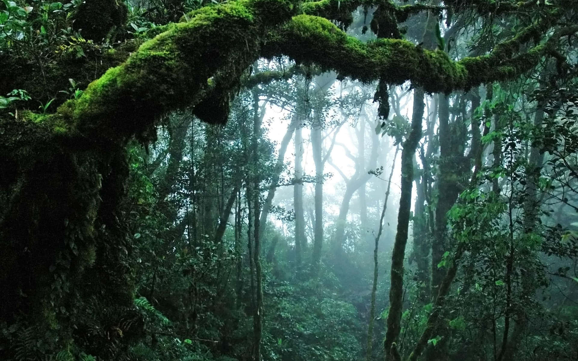 Sfondodella Foresta Pluviale