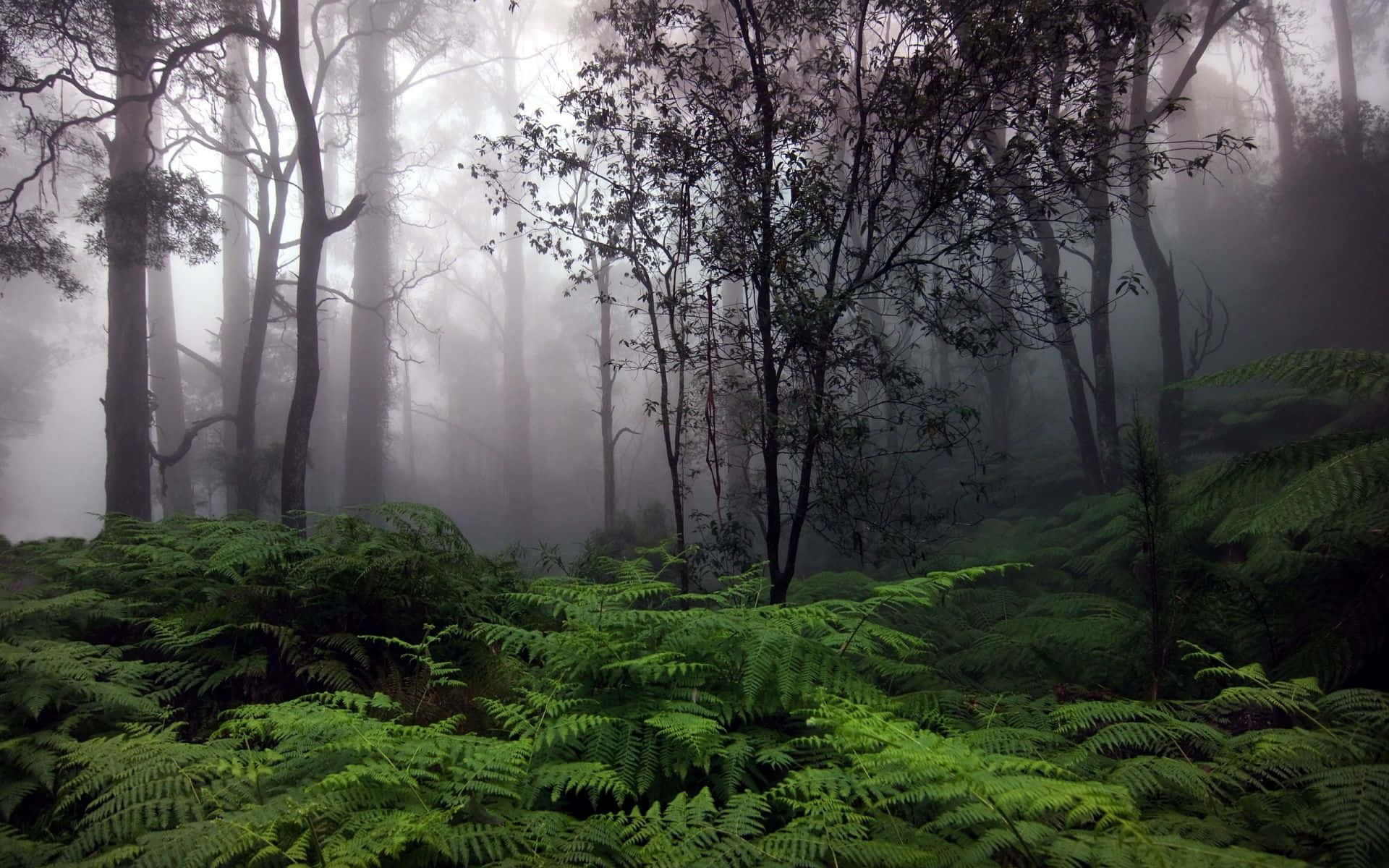 Sfondodella Foresta Pluviale