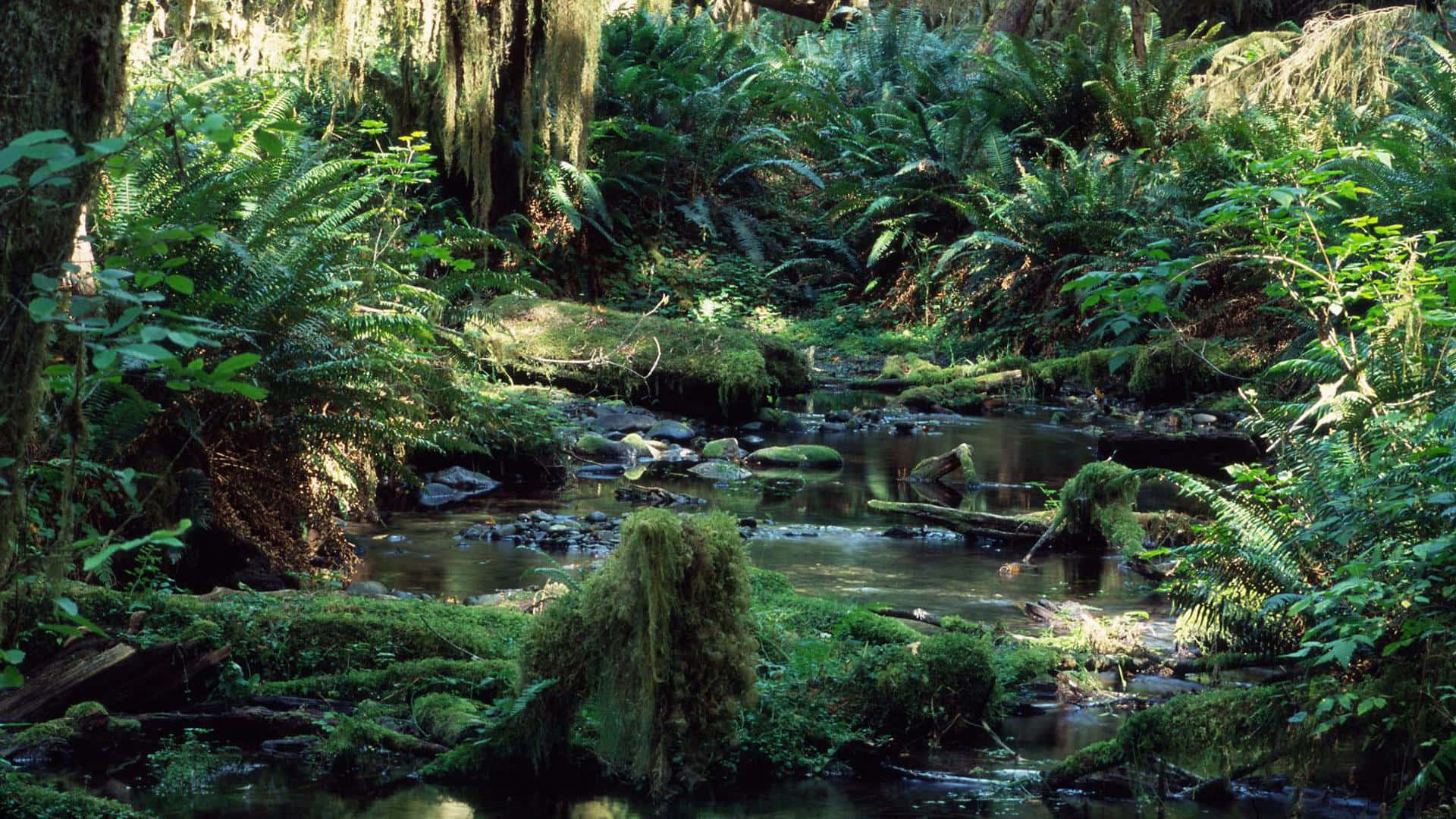 Sfondodella Foresta Pluviale