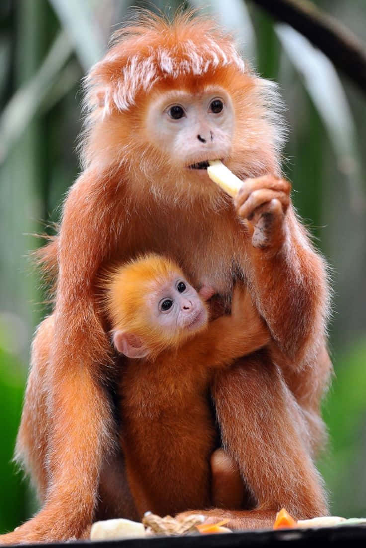 Sfondodi Baby Monkey