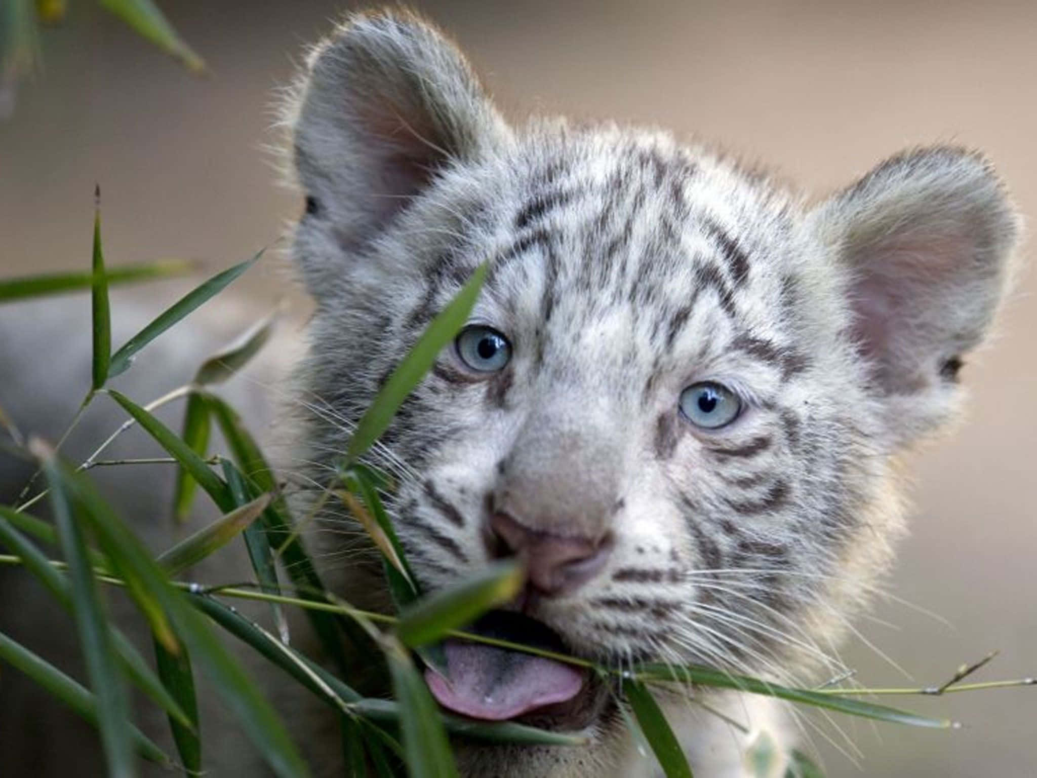 Sfondodi Cucciolo Di Tigre