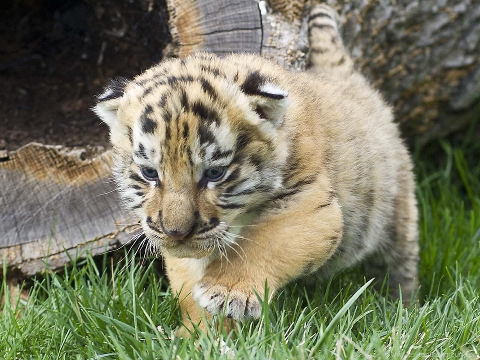 Sfondodi Cucciolo Di Tigre