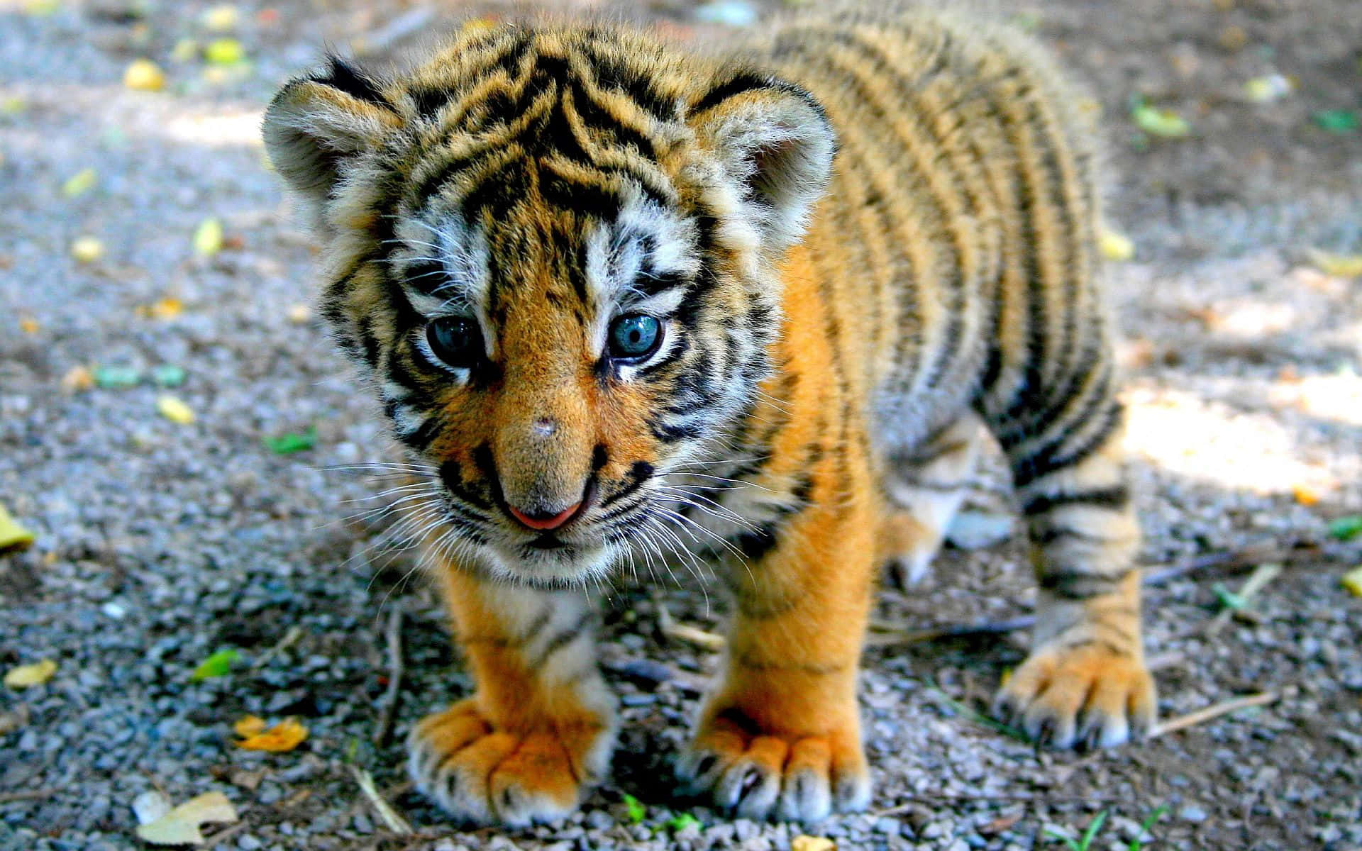 Sfondodi Cucciolo Di Tigre