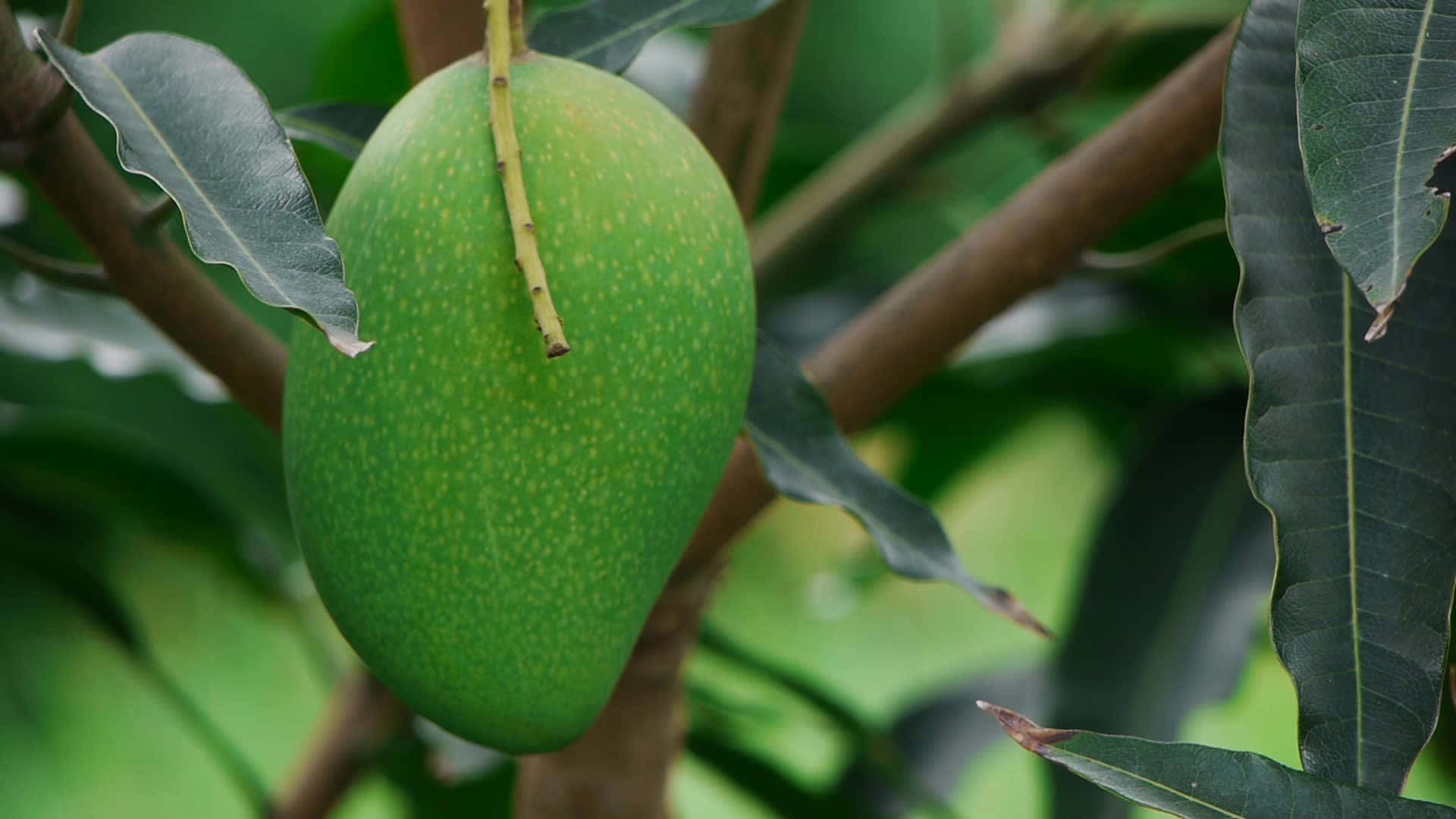 Sfondodi Mango