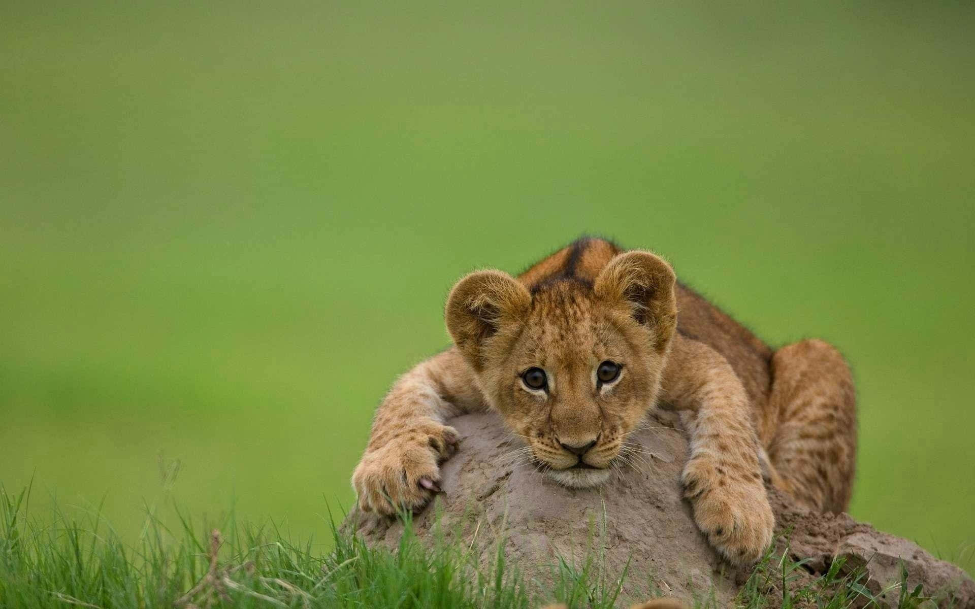 Sfondodi Un Cucciolo Di Leone.