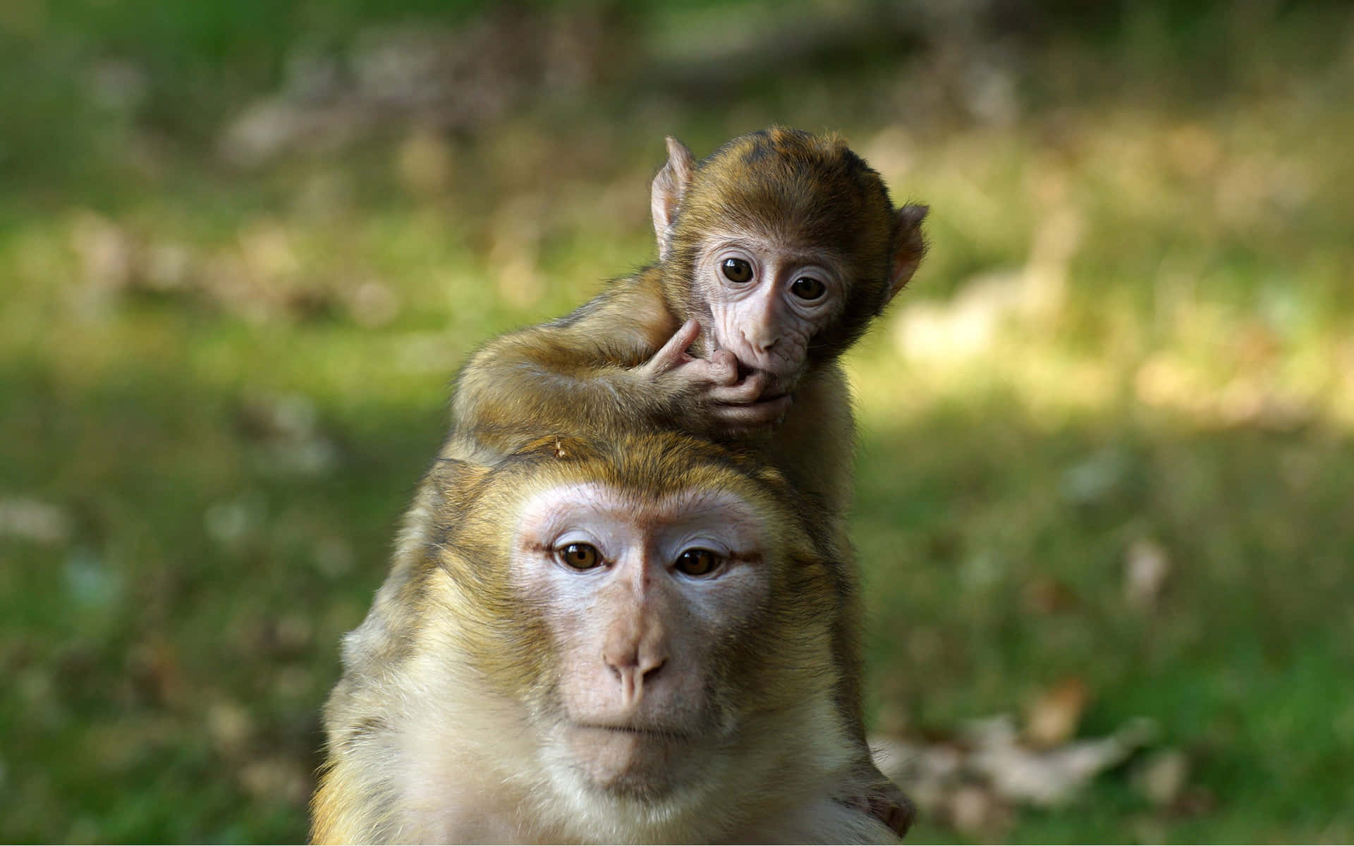 Sfondodi Un Cucciolo Di Scimmia