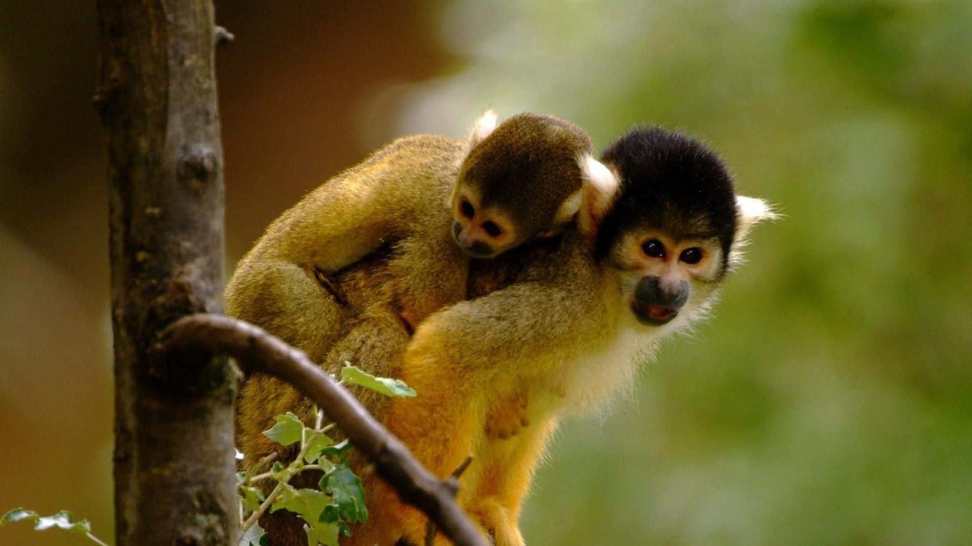 Sfondodi Un Cucciolo Di Scimmia