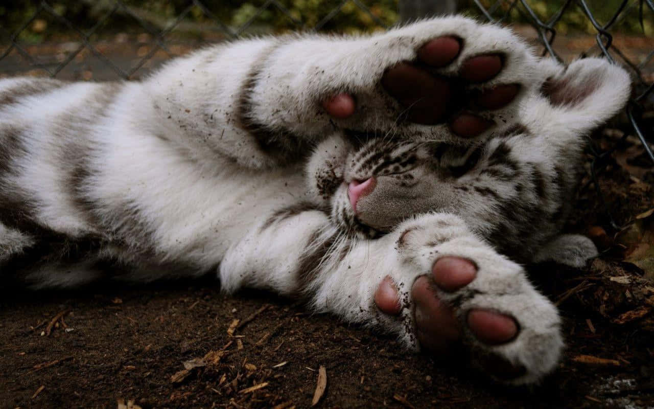 Sfondodi Un Cucciolo Di Tigre