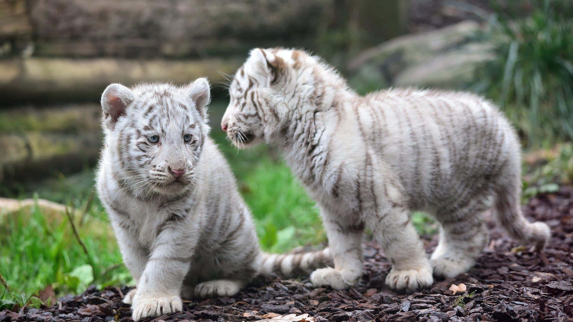 Sfondodi Un Cucciolo Di Tigre