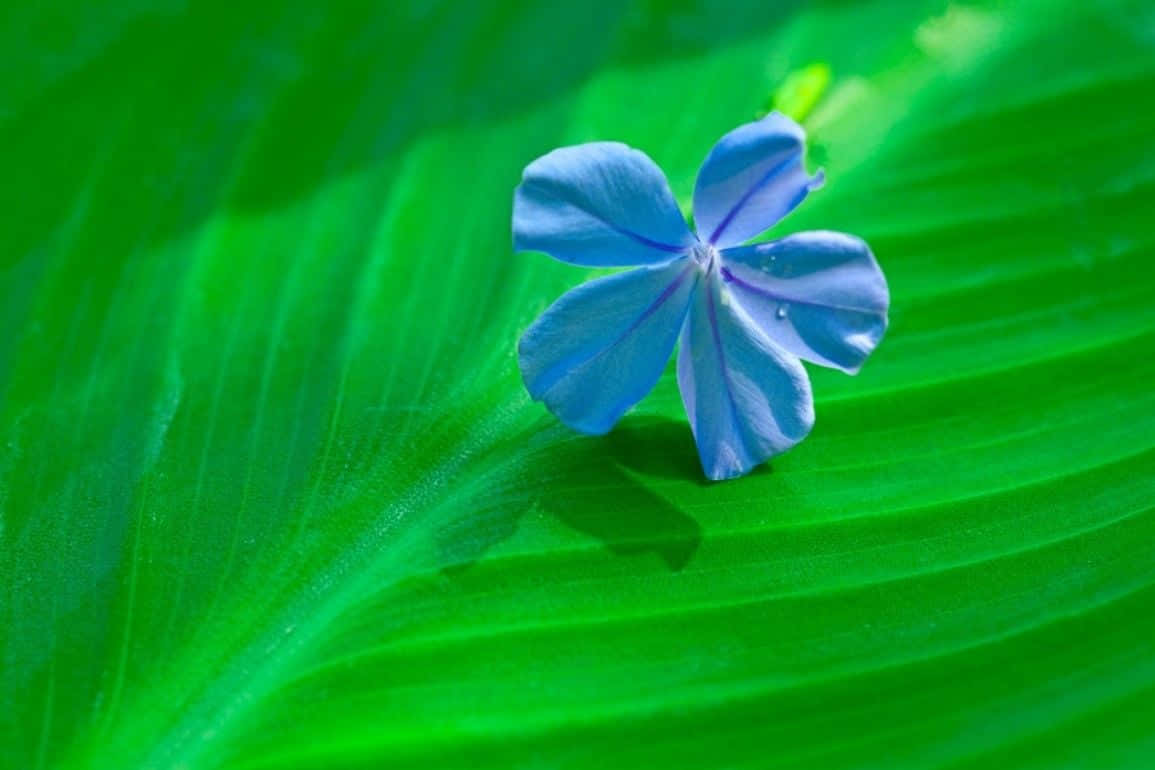 Sfondoelegante Con Semplici Fiori