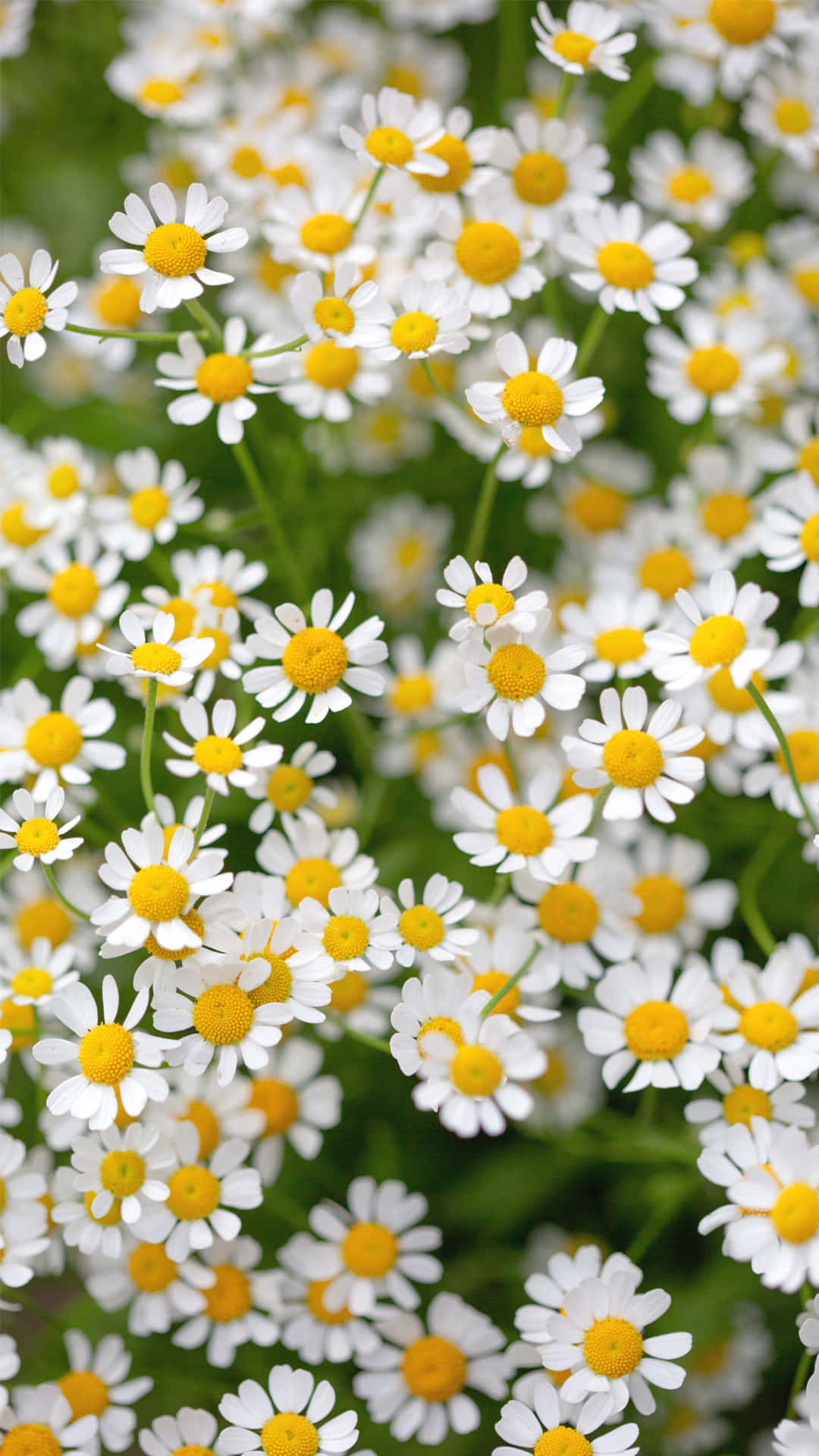 Sfondofloreale In Fiore Per Telefono