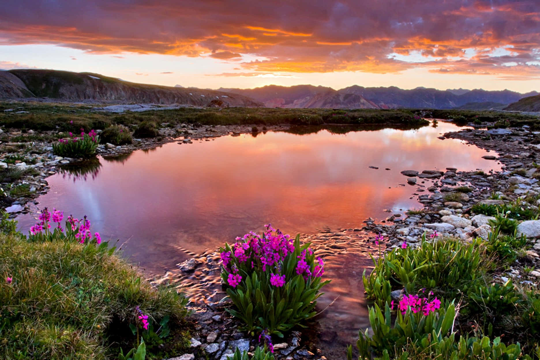 Sfondoprato Di Fiori Selvatici Vivaci