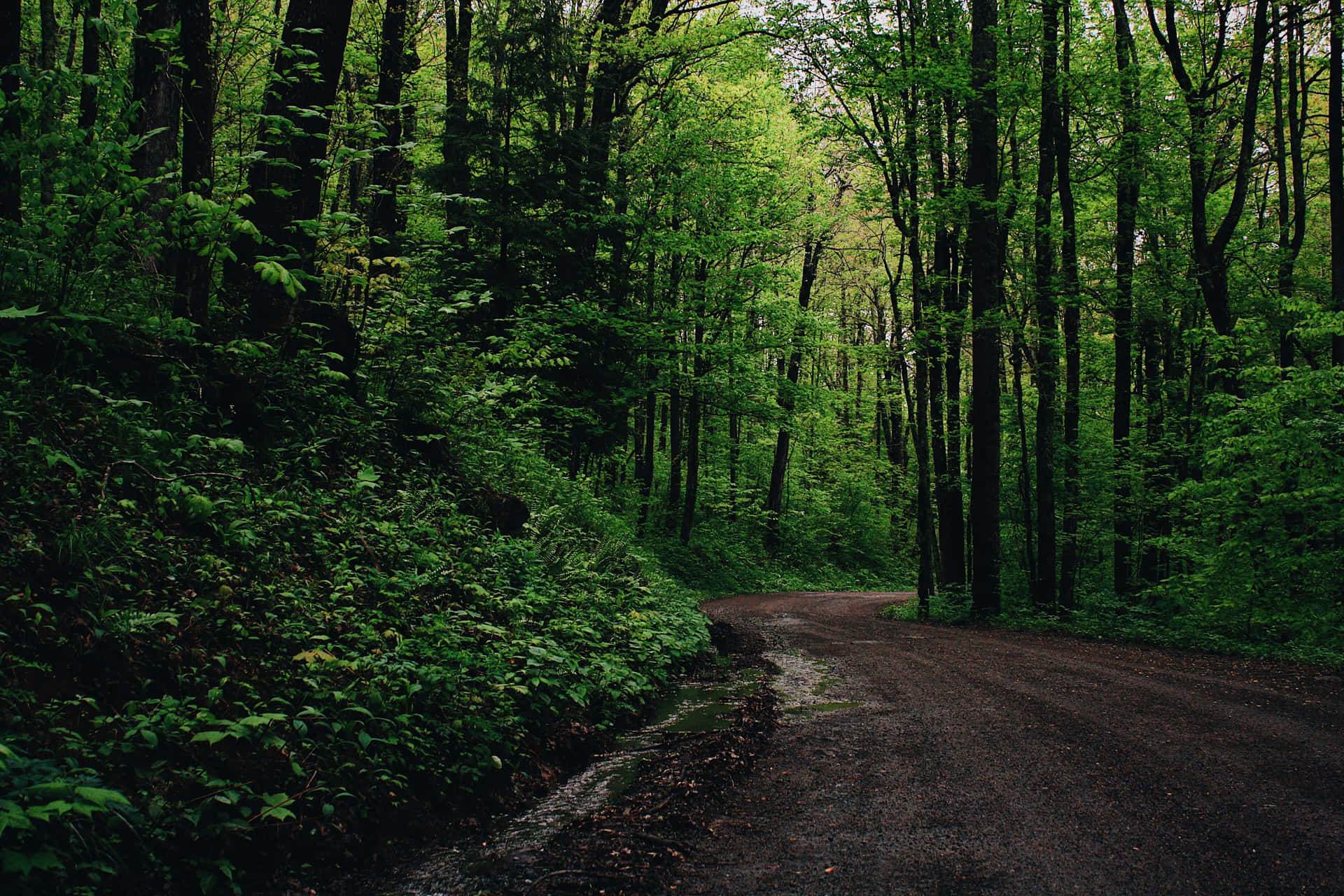 Sfondoverde Foresta