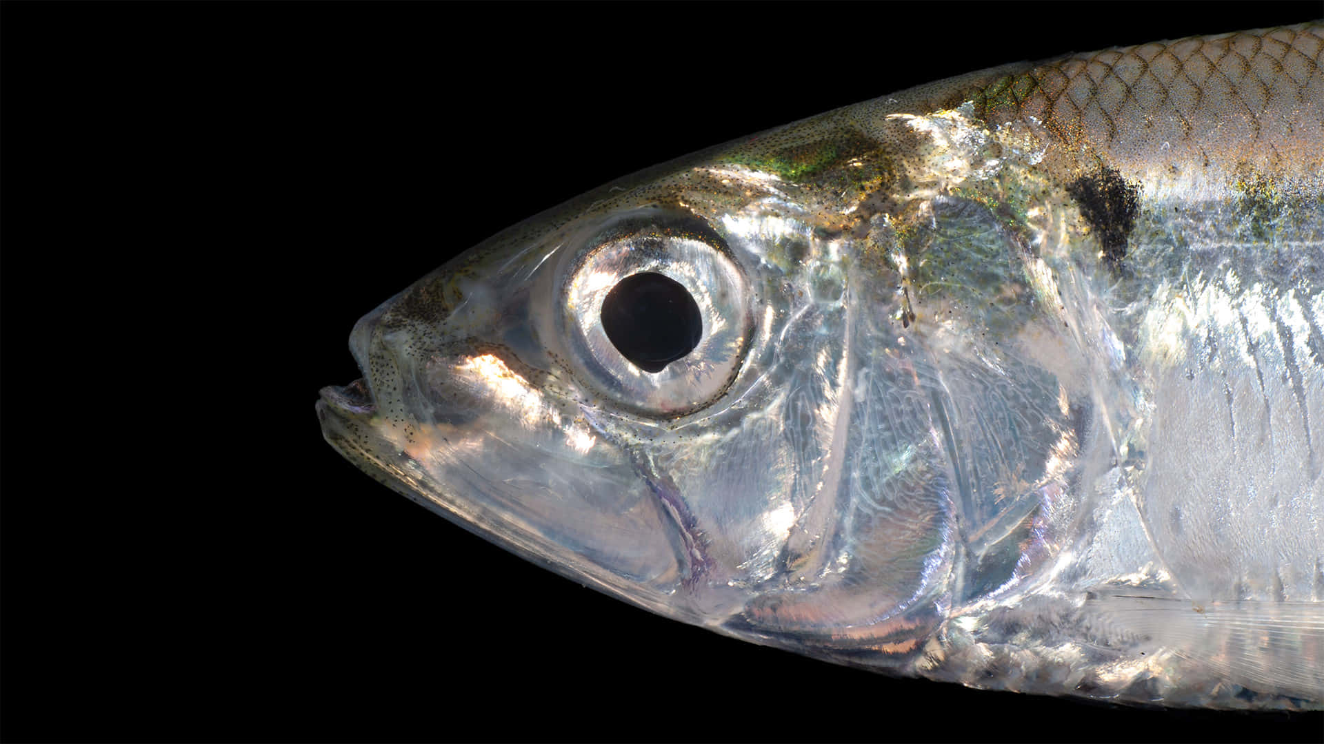 Shad Fish Close Up Profile Wallpaper