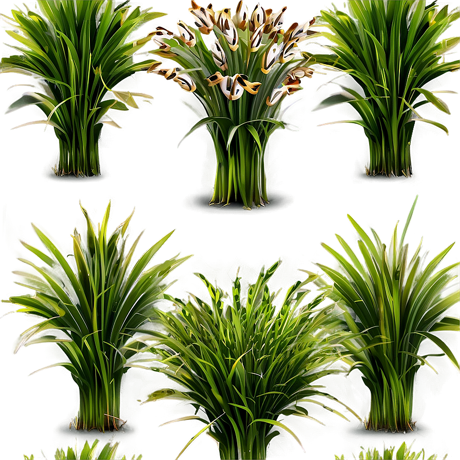 Shade Tolerant Grass Png 06212024 PNG