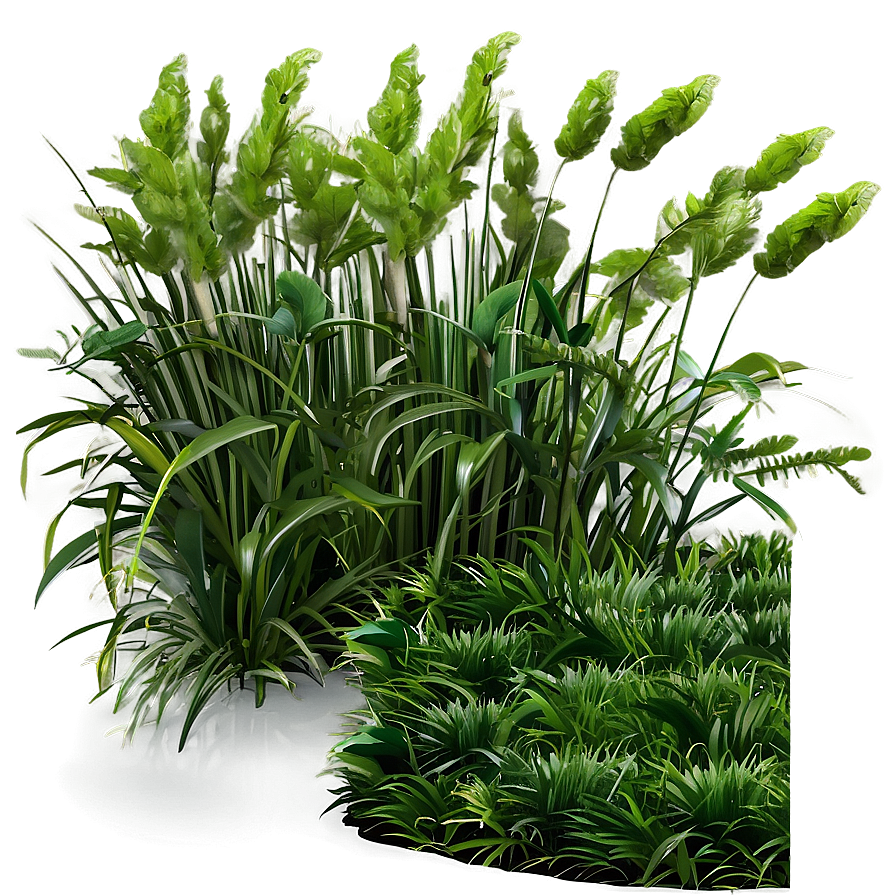 Shade Tolerant Grass Png 06212024 PNG