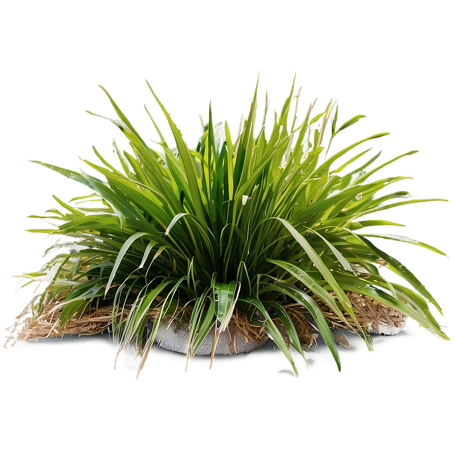 Shade Tolerant Grass Png 74 PNG
