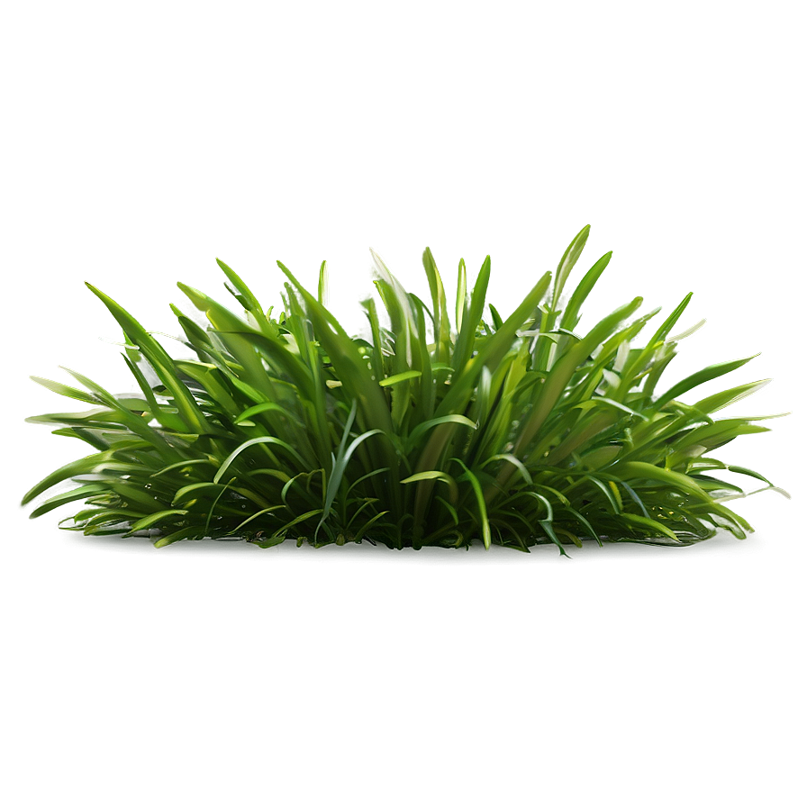 Shade Tolerant Grass Png Dwe PNG