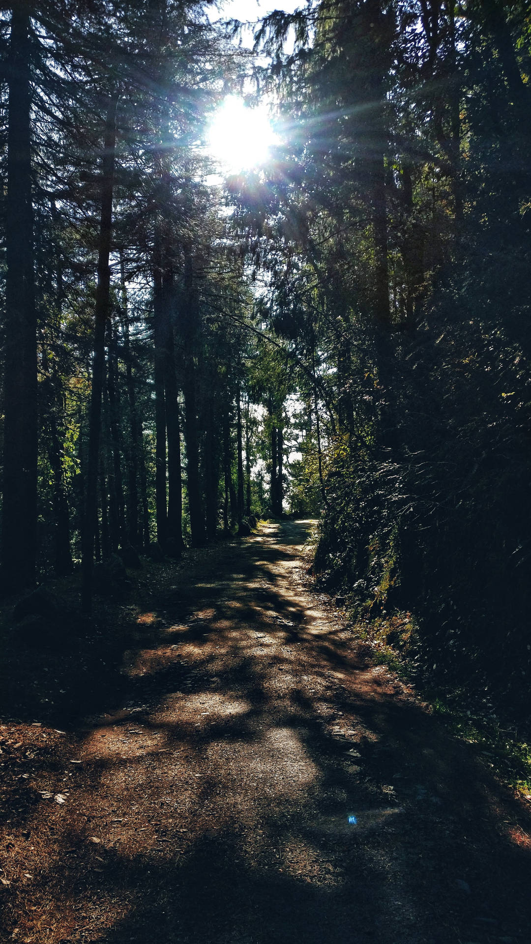 Shaded Forest Path Iphone X Nature