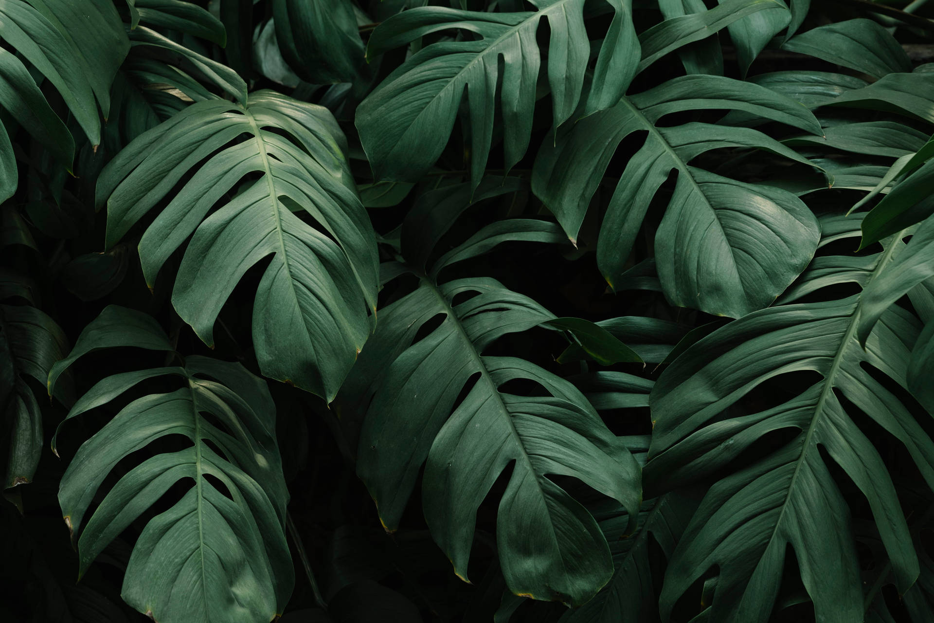 Shaded Green Leaves