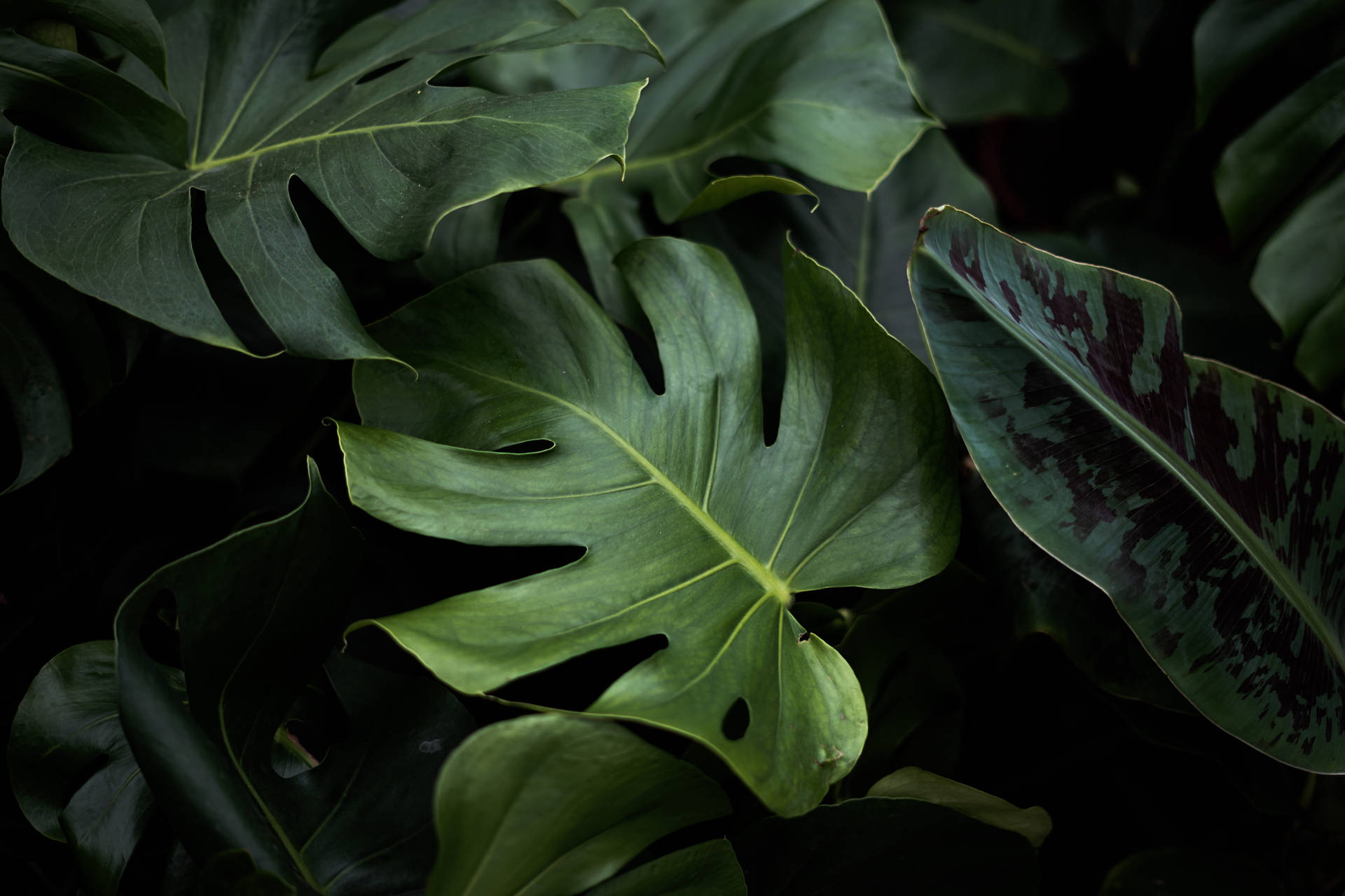 Shades Of Green Leaves Wallpaper