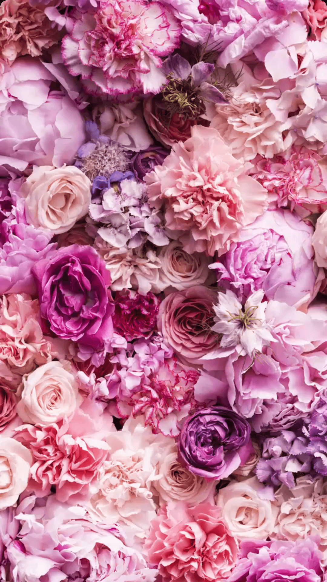 Shades Of Purple and Pink Rose iPhone Wallpaper