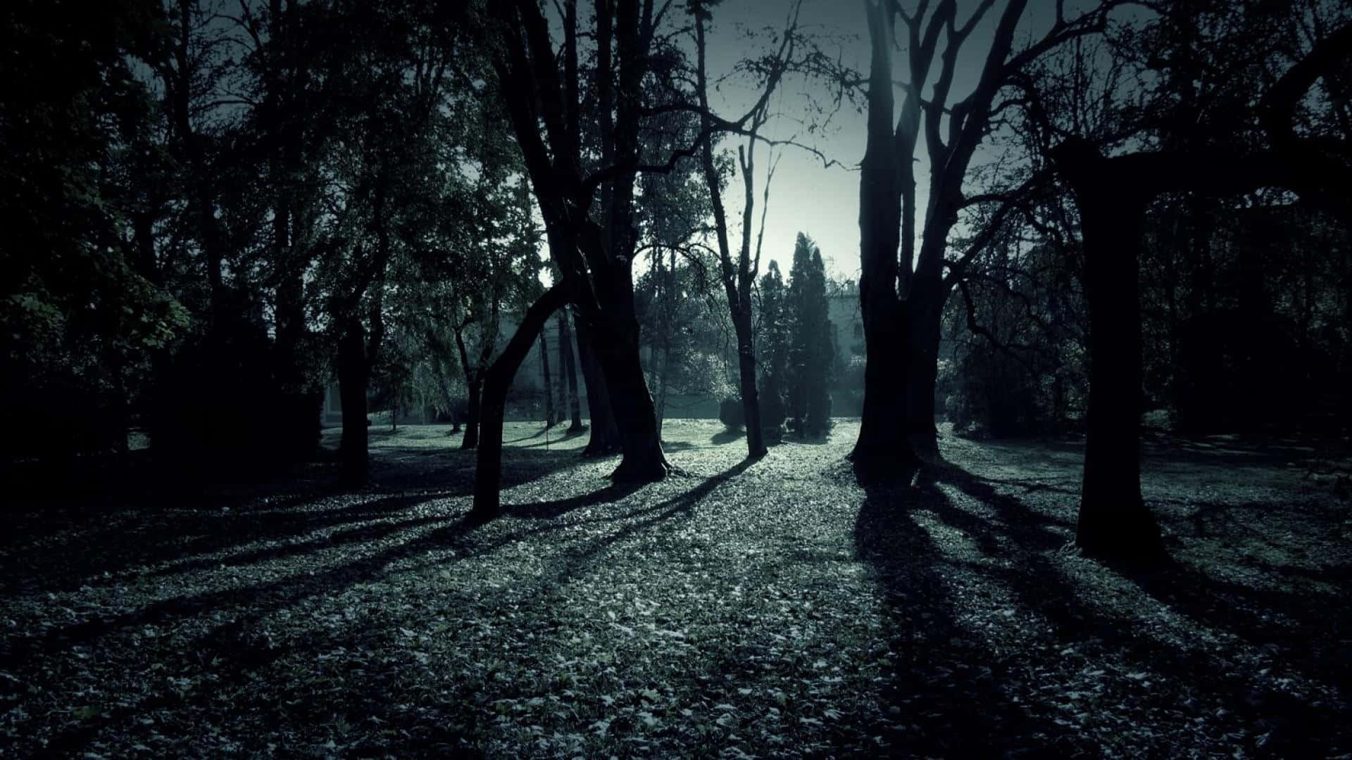 A Dark Forest With Trees And Shadows