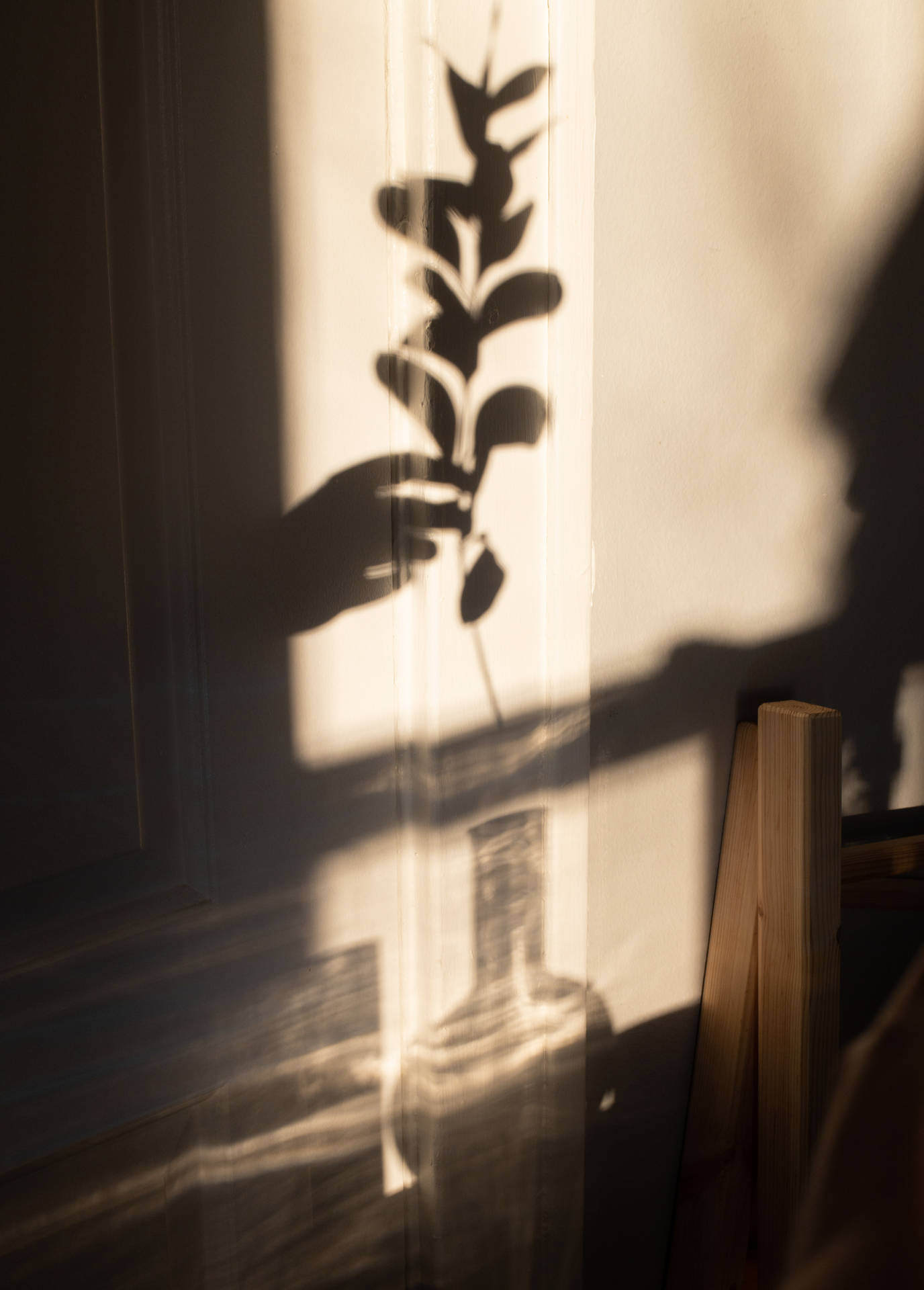Shadow Plant Æstetisk Wallpaper