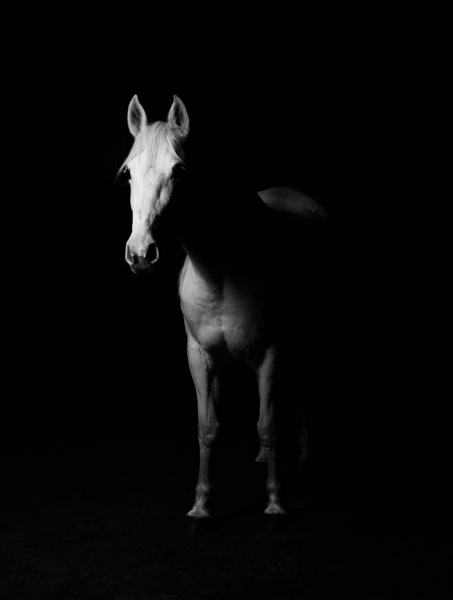Shadowed White Horse Iphone Wallpaper