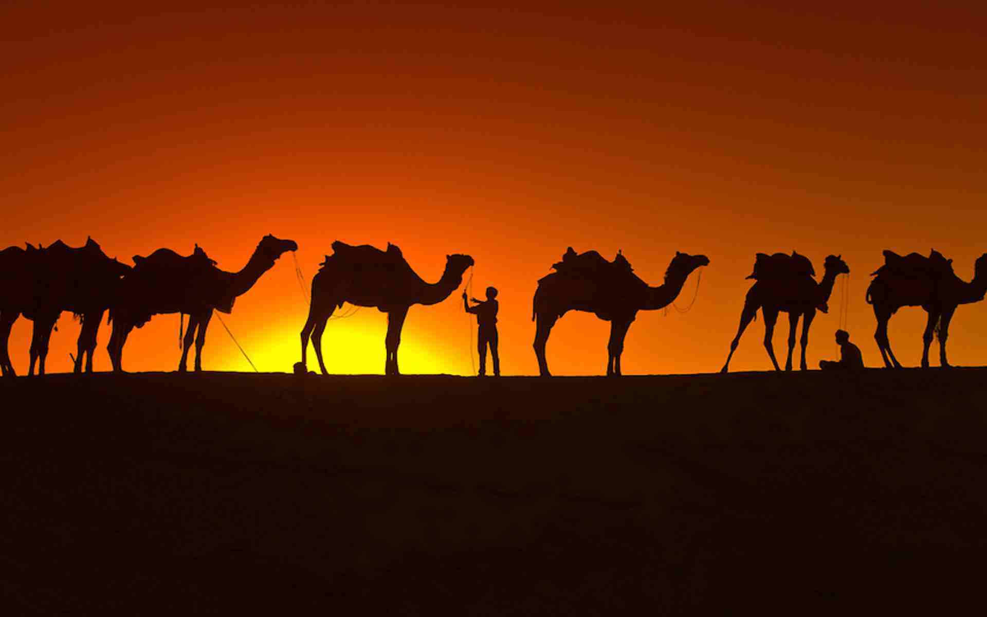 Shadows Of Camels Wallpaper