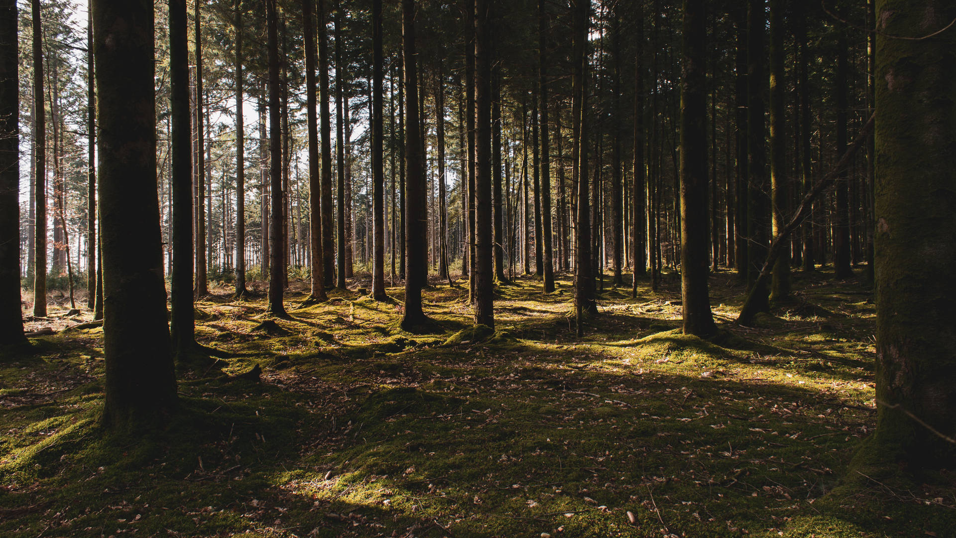 Shadowy Nordic Forest Wallpaper