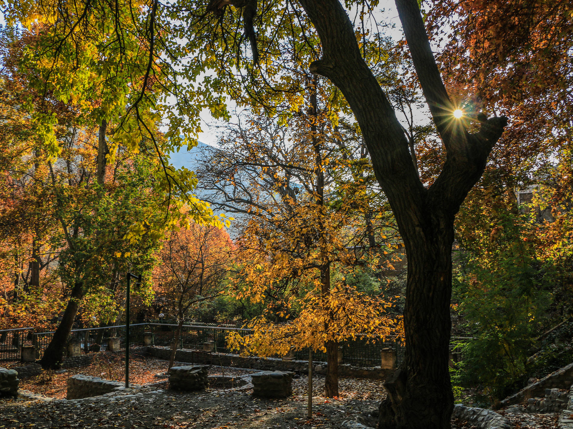Herbstlicherdesktop Mit Einem Schattigen Wald Wallpaper