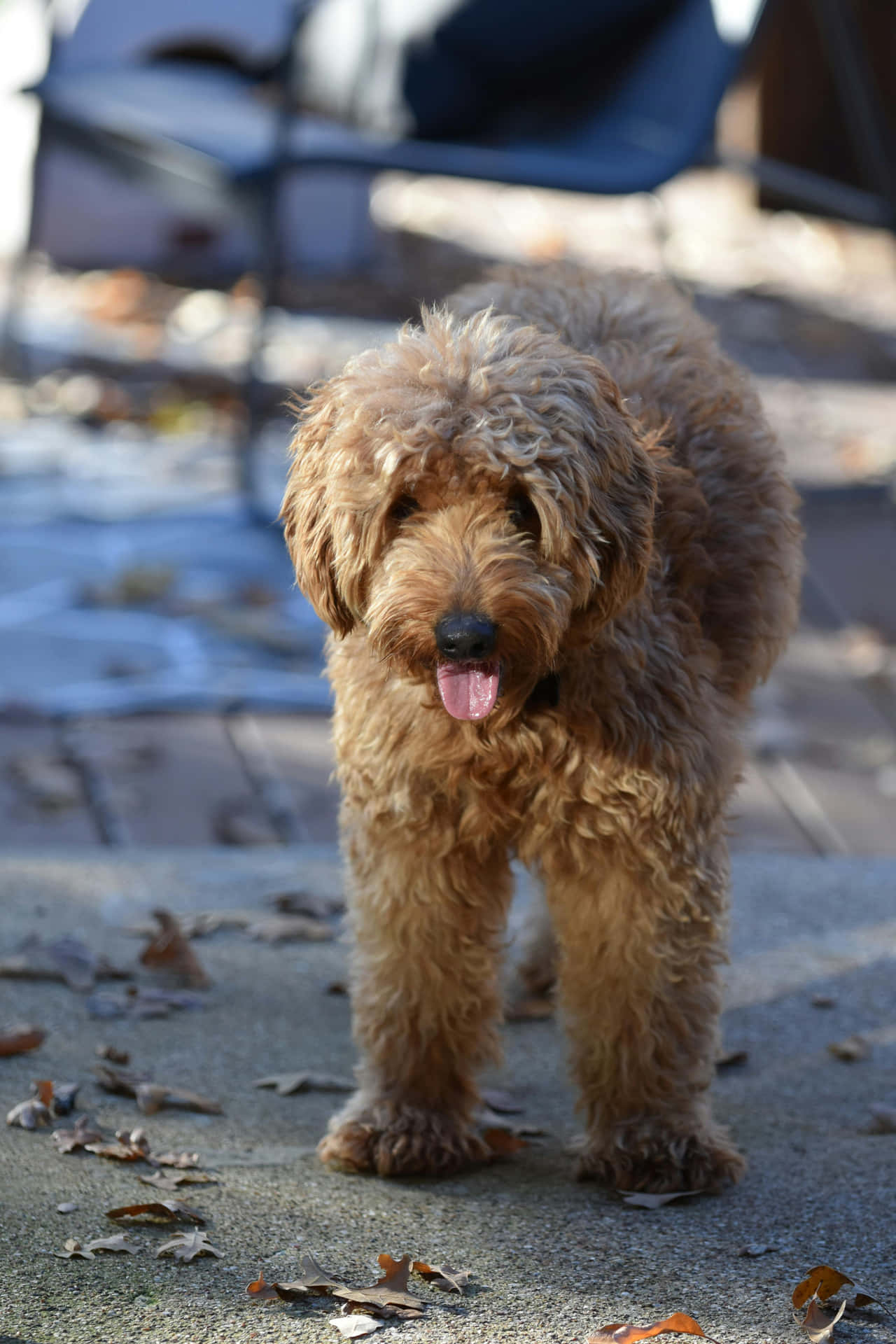 Harige Bruine Hond Staand Buiten Achtergrond